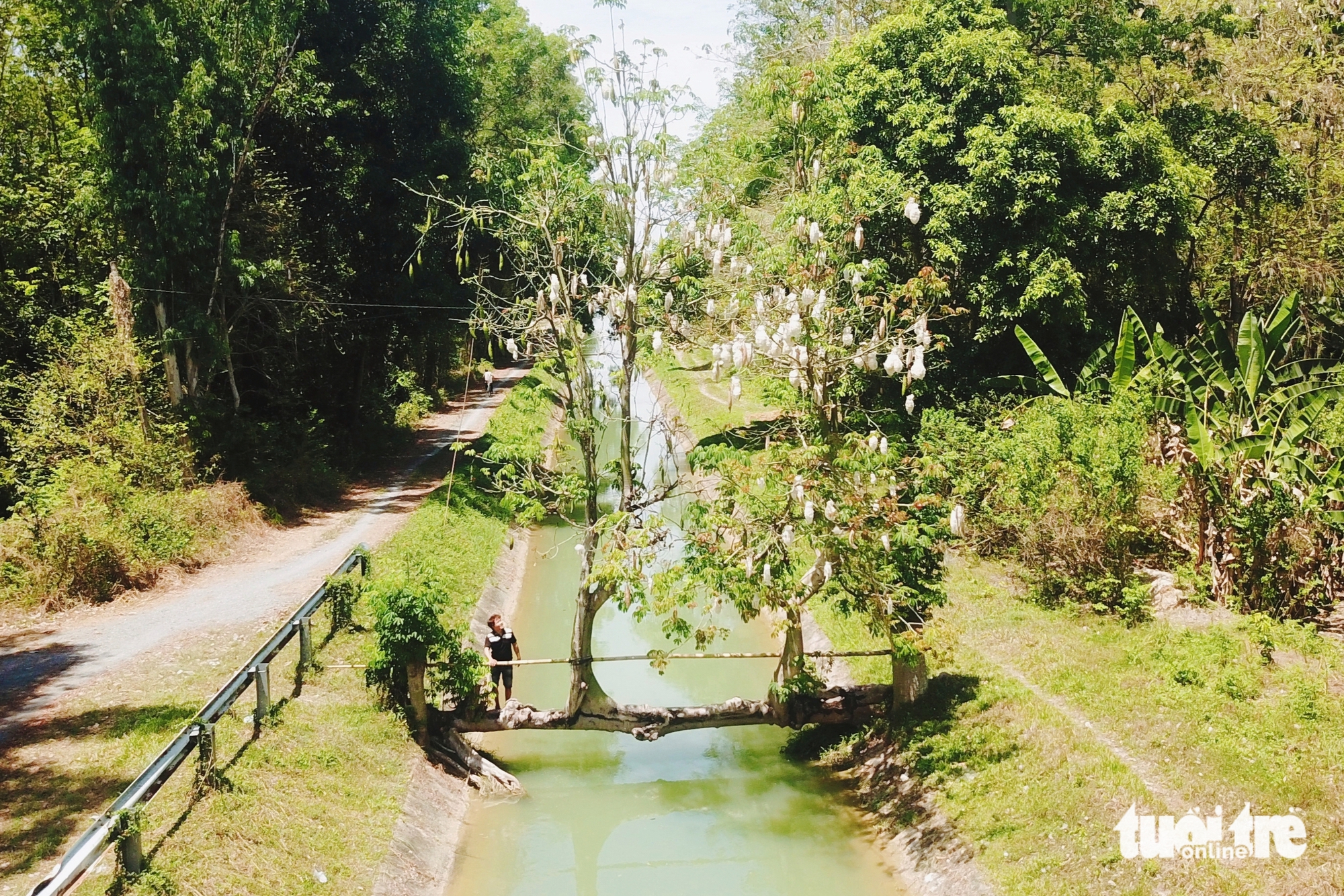 cây gòn - Ảnh 1.