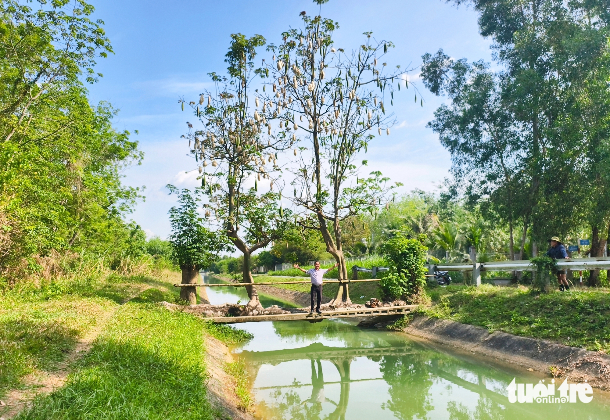 cây gòn - Ảnh 8.