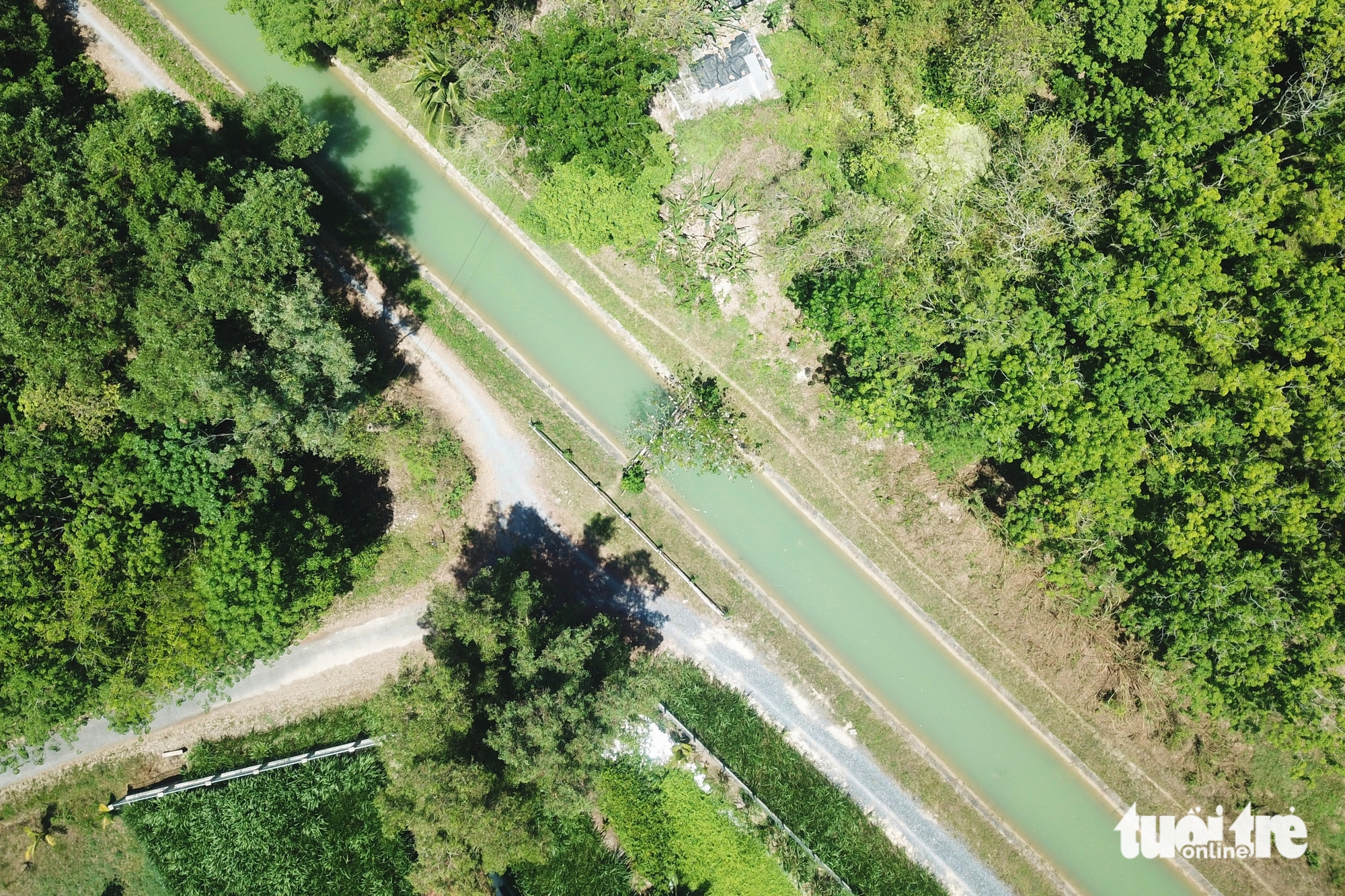 cây gòn - Ảnh 9.