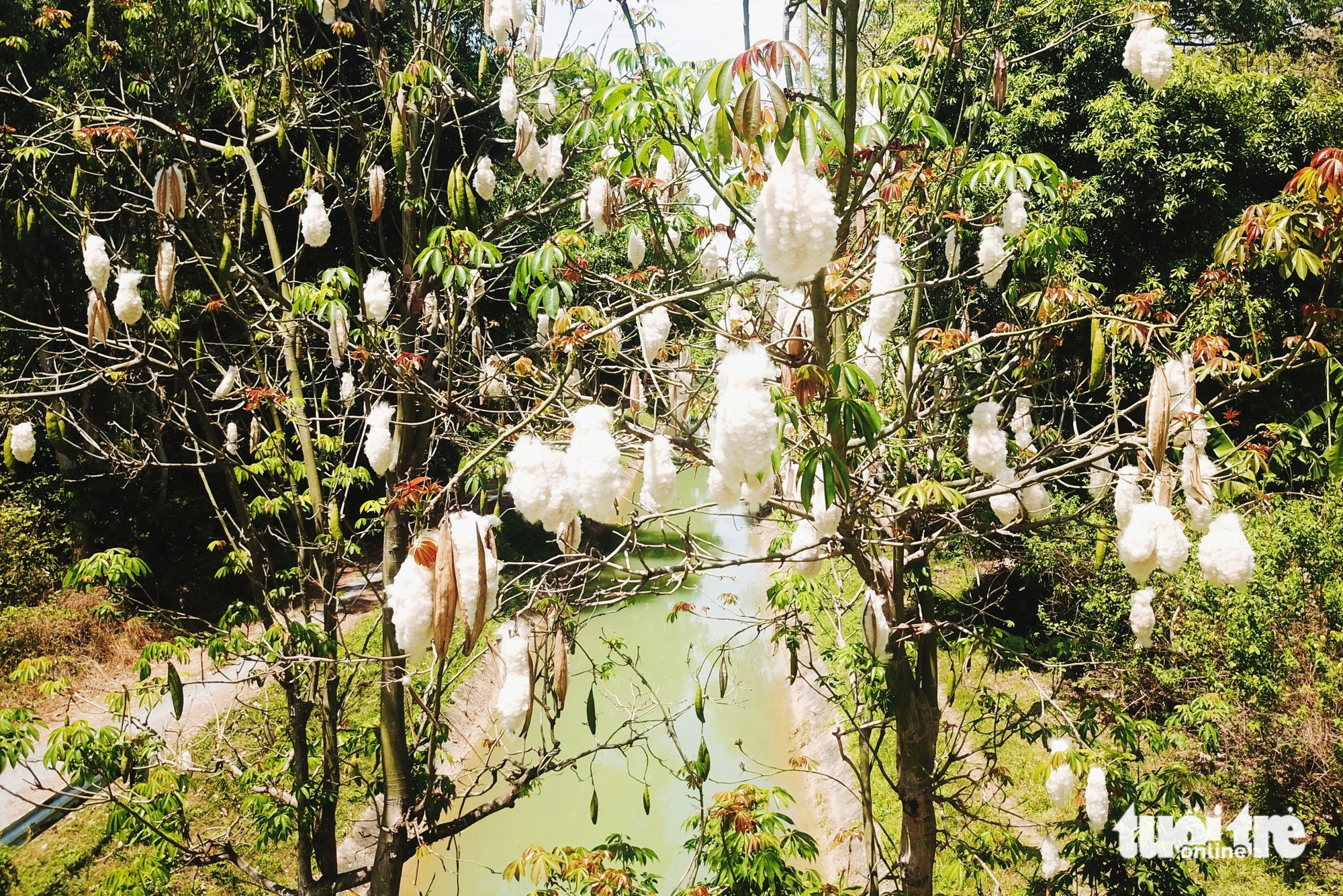 cây gòn - Ảnh 4.