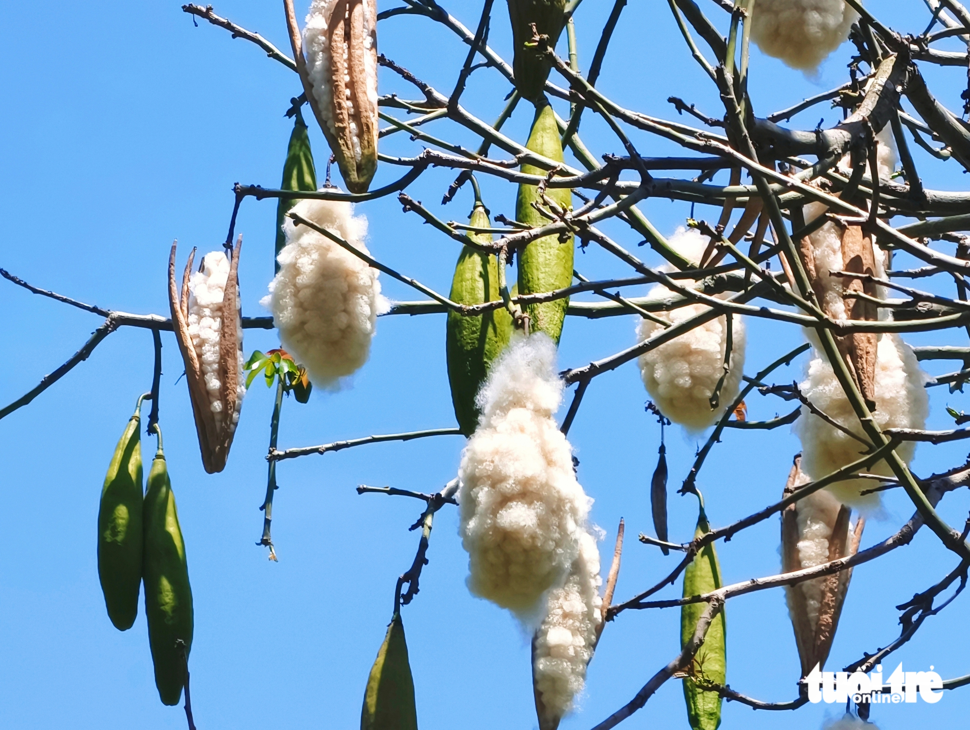 cây gòn - Ảnh 5.