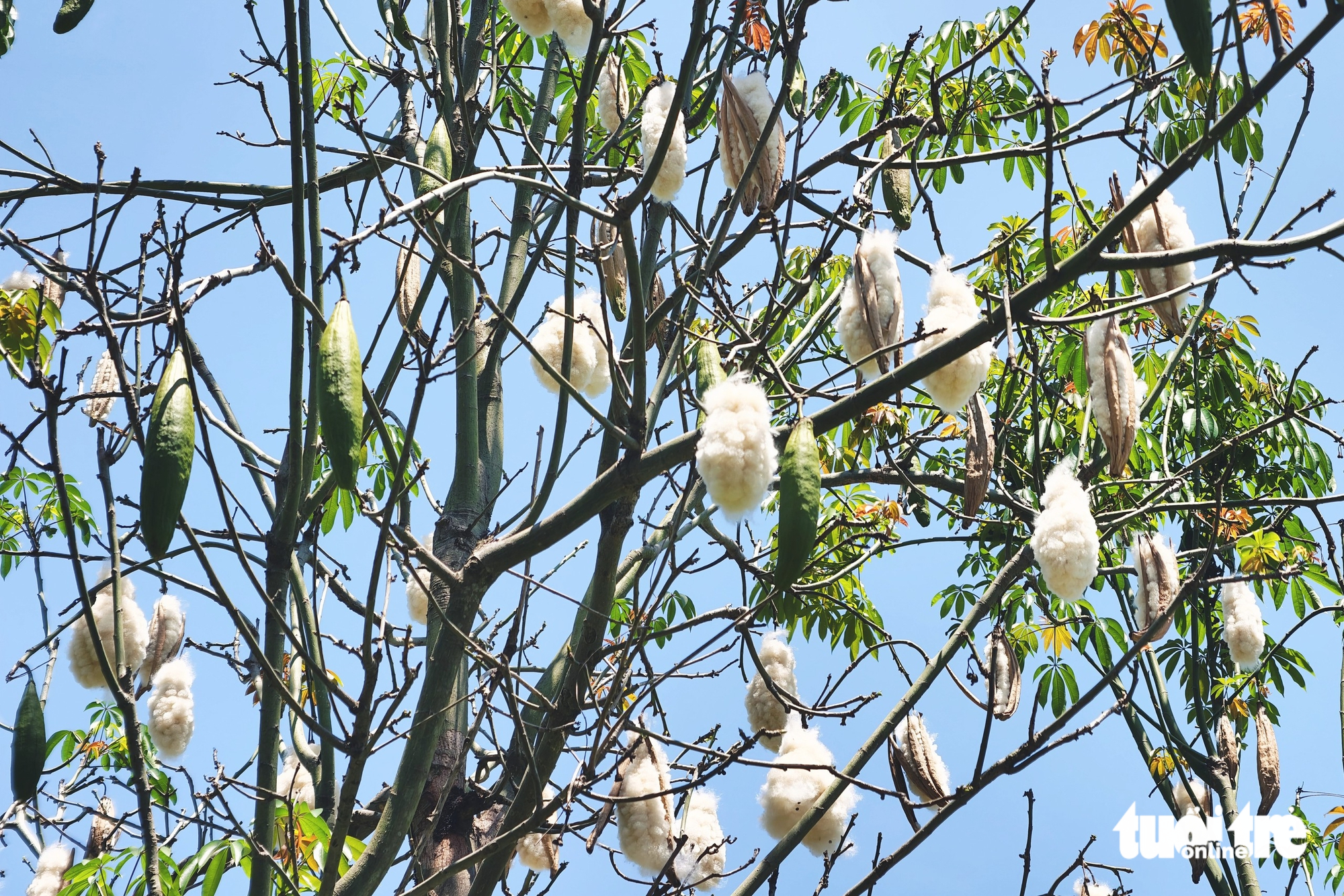 cây gòn - Ảnh 6.