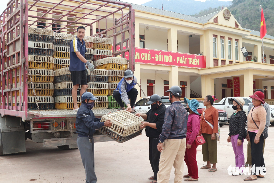 gà giống - Ảnh 1.