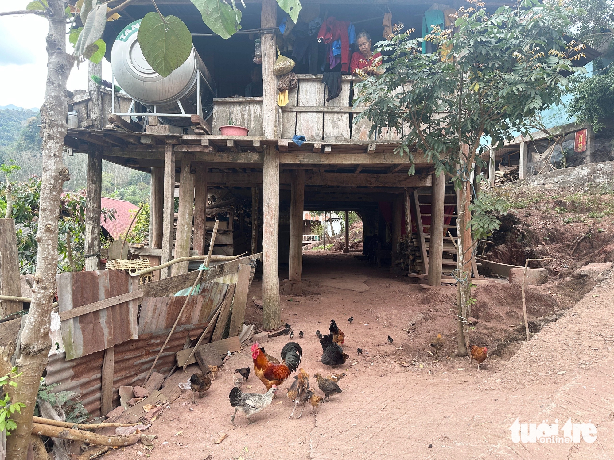 gà giống - Ảnh 2.