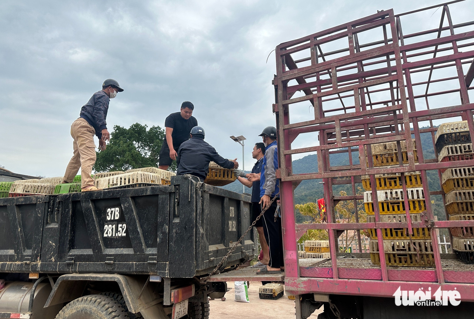 Tâm lũ Mỹ Lý ngày trở lại: Đàn gà giống gây dựng cuộc sống no ấm - Ảnh 4.