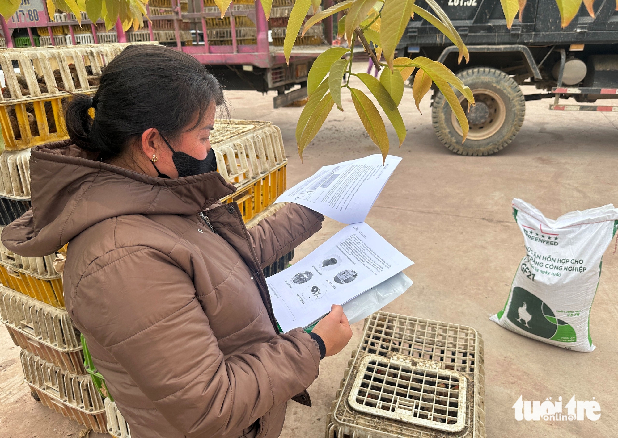 Tâm lũ Mỹ Lý ngày trở lại: Đàn gà giống gây dựng cuộc sống no ấm - Ảnh 10.