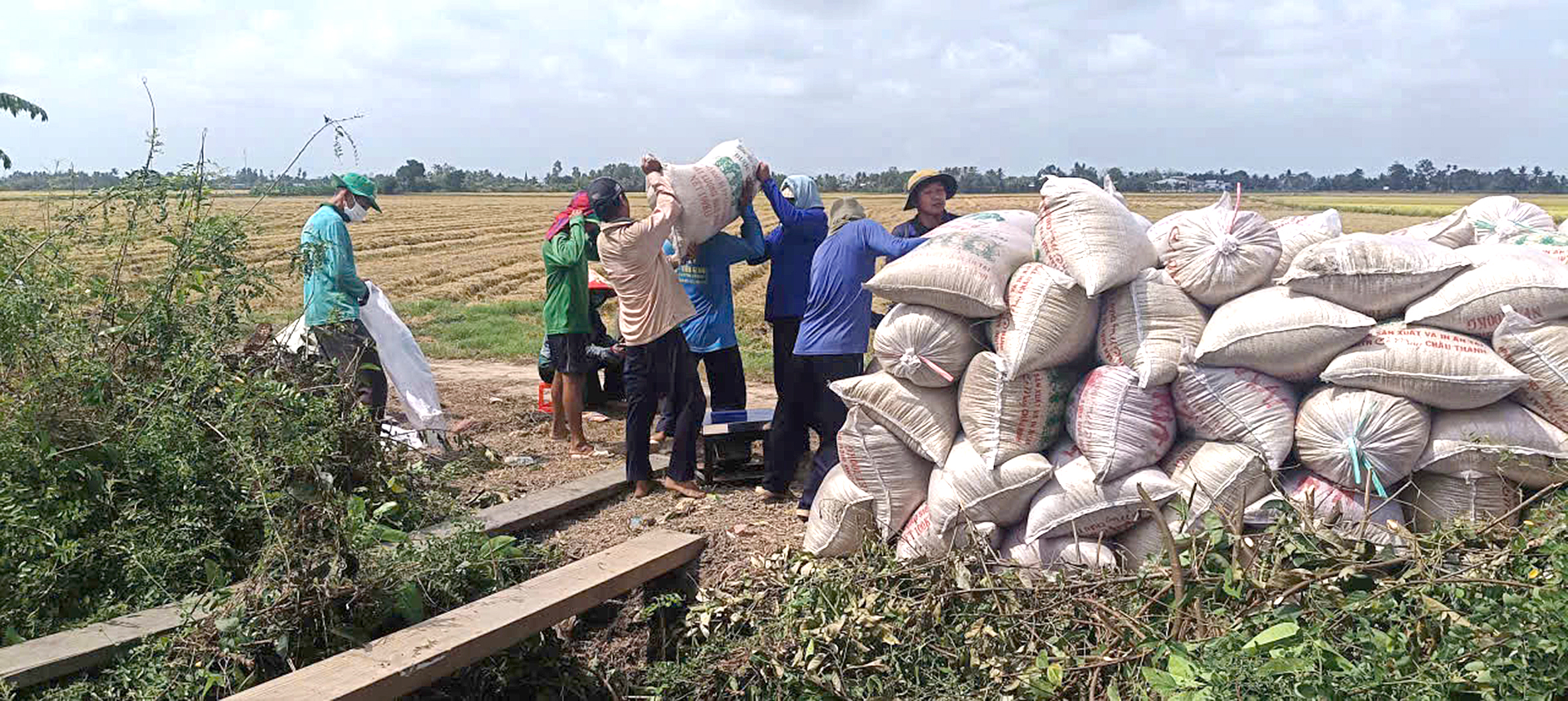 giá lúa - Ảnh 1.