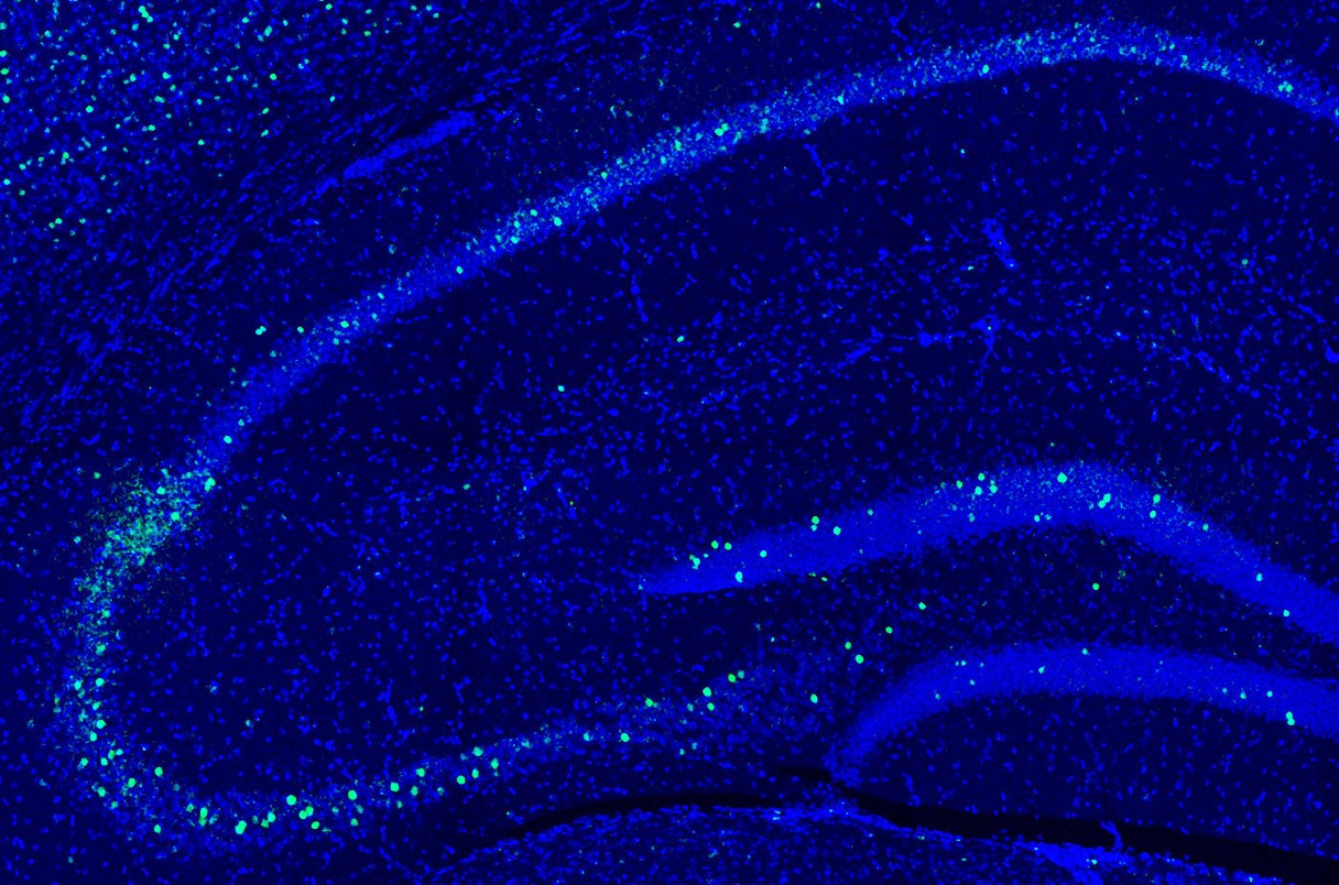 con người - Ảnh 2.