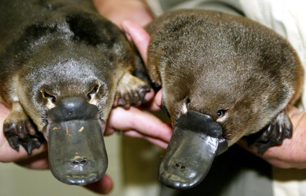 The platypus is even weirder than thought, scientists discover- Ảnh 3.