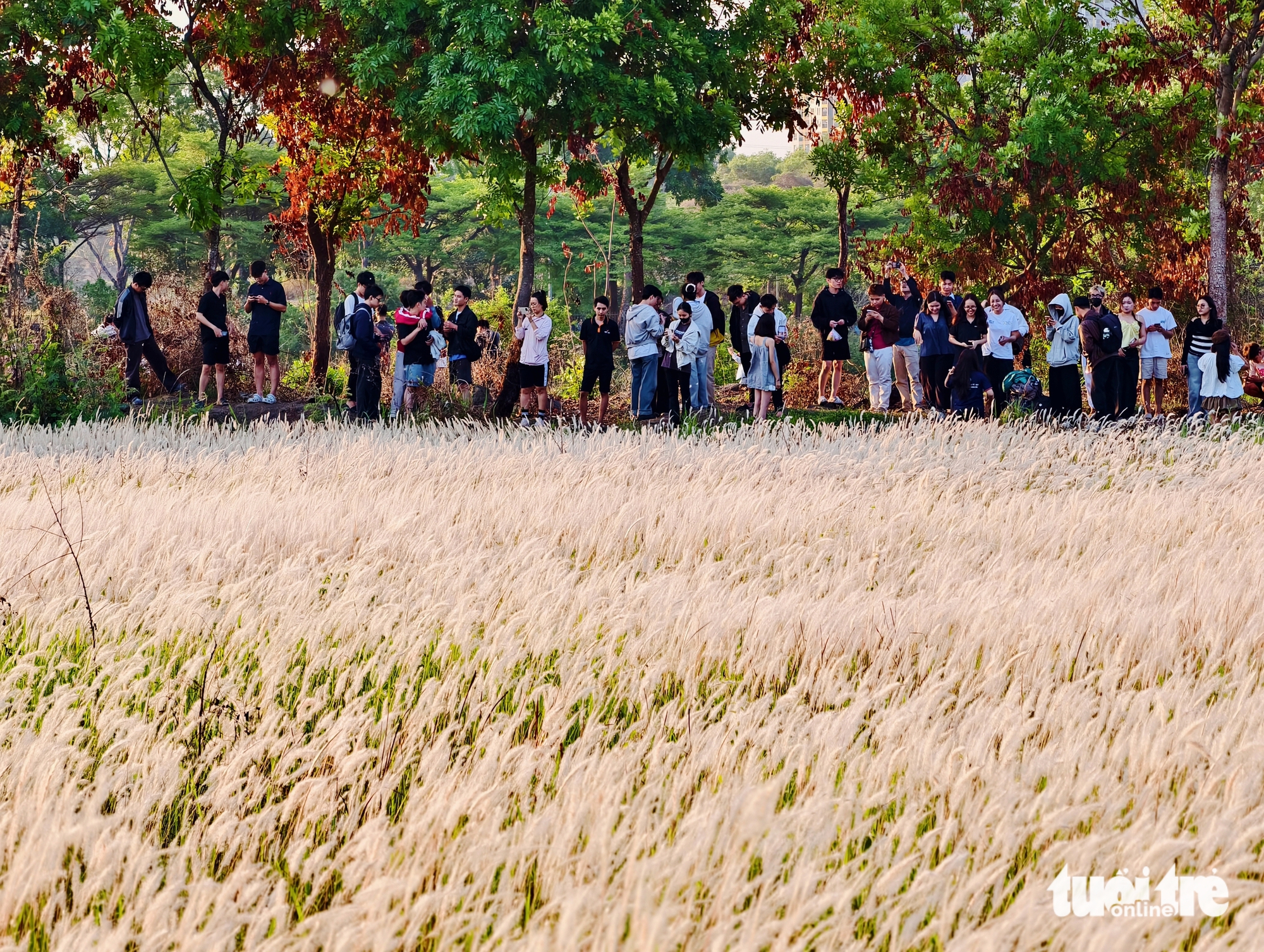 Đồng cỏ thơ mộng tại làng đại học hút khách 'săn' hoàng hôn, check-in - Ảnh 4.