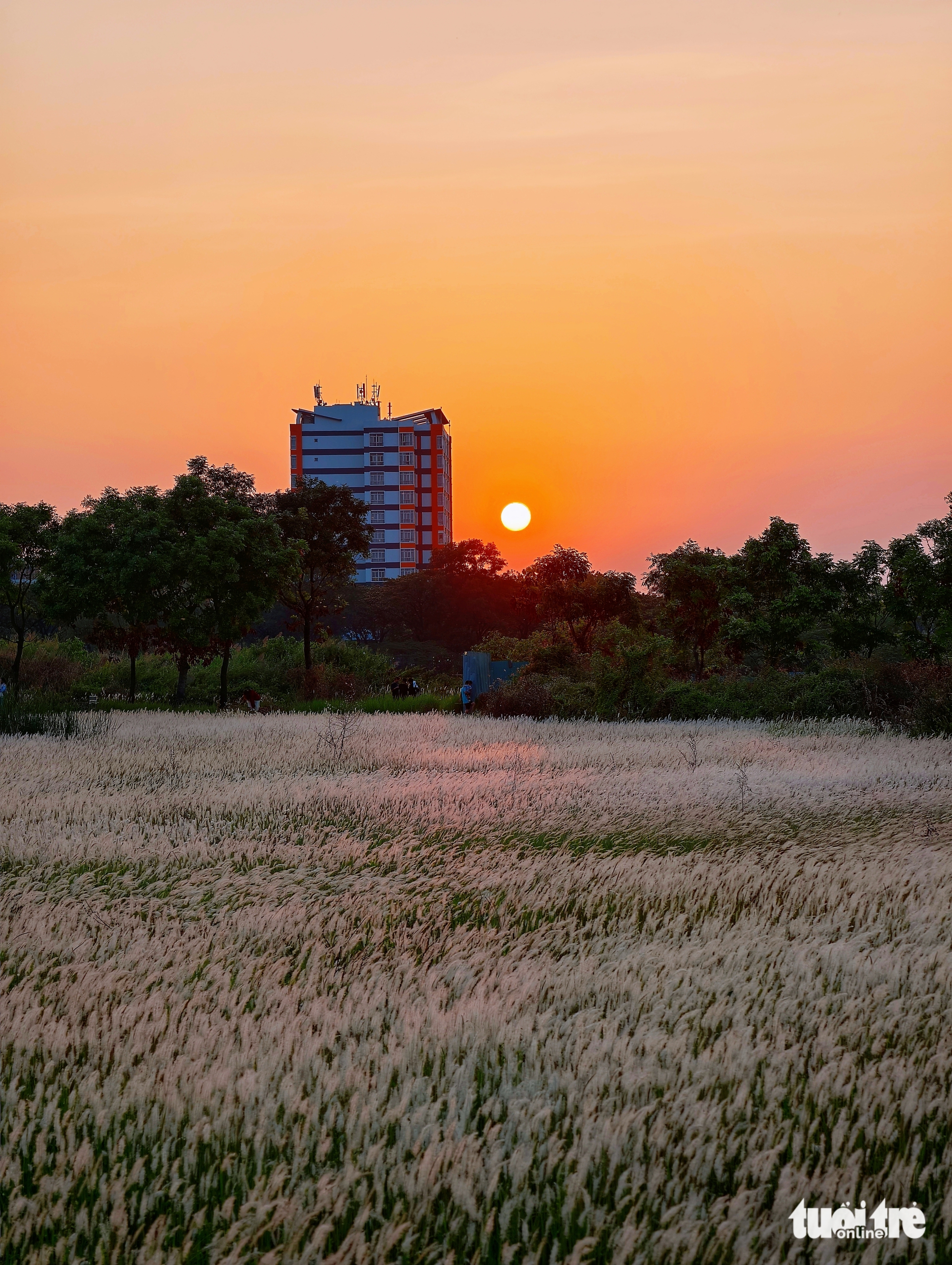 Đồng cỏ thơ mộng tại làng đại học hút khách 'săn' hoàng hôn, check-in - Ảnh 10.