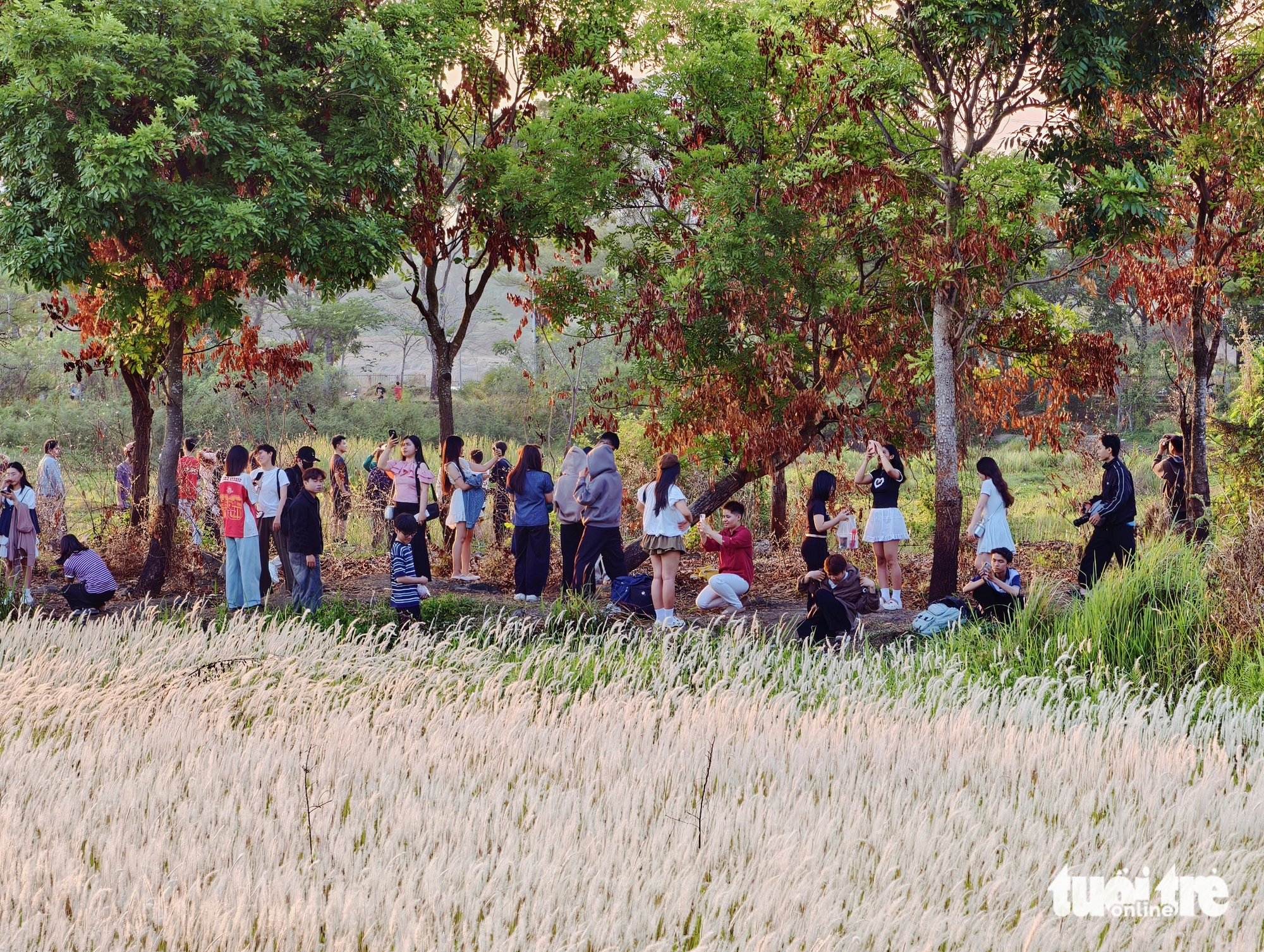 Đồng cỏ thơ mộng tại làng đại học hút khách 'săn' hoàng hôn, check-in - Ảnh 9.