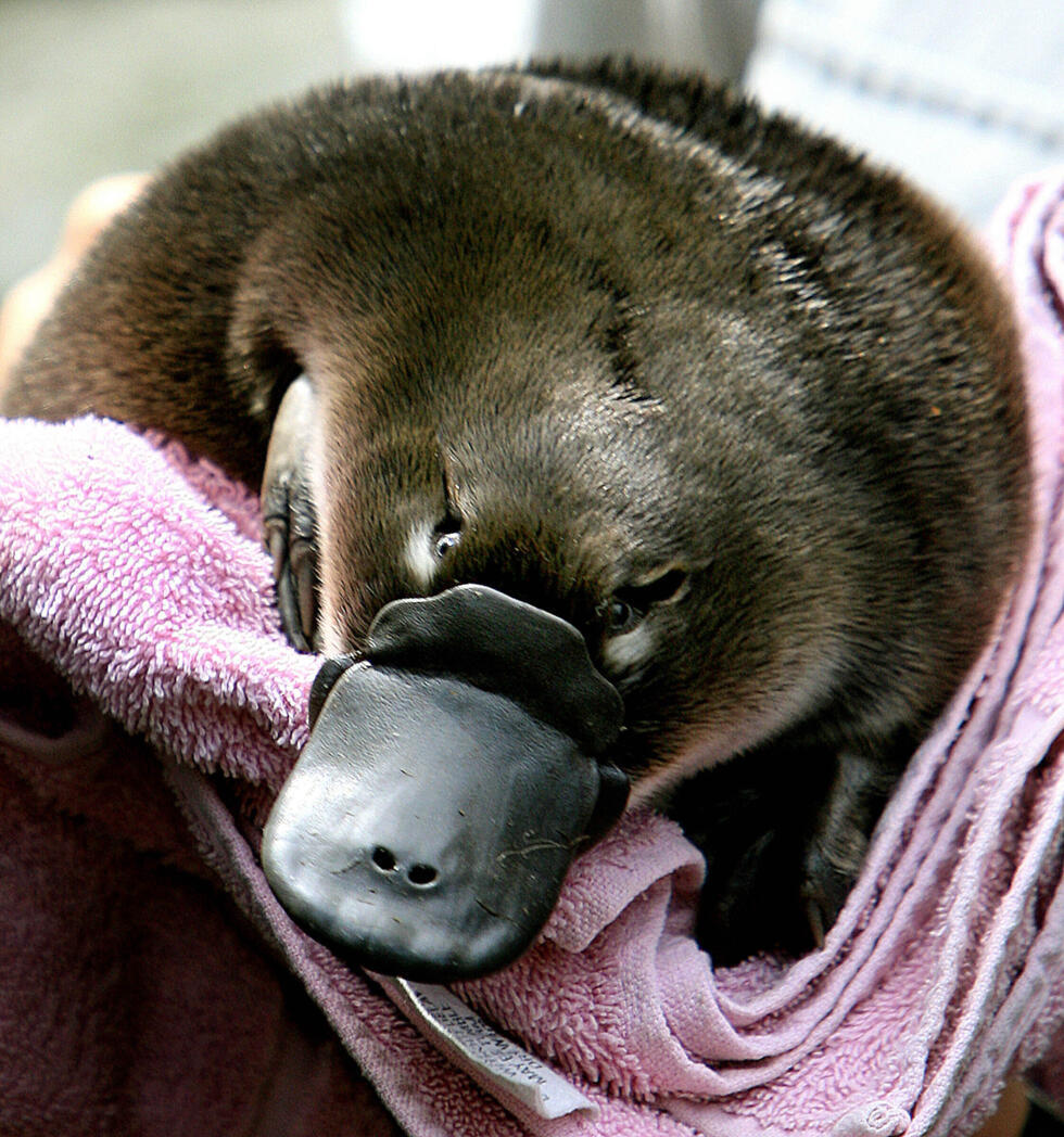 The platypus is even weirder than thought, scientists discover- Ảnh 2.