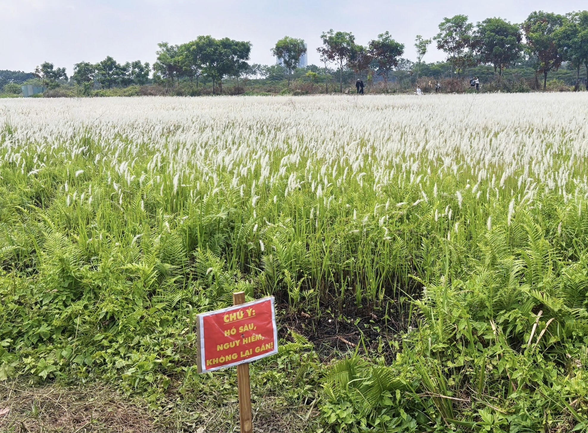 Đồng cỏ thơ mộng tại làng đại học hút khách 'săn' hoàng hôn, check-in - Ảnh 12.