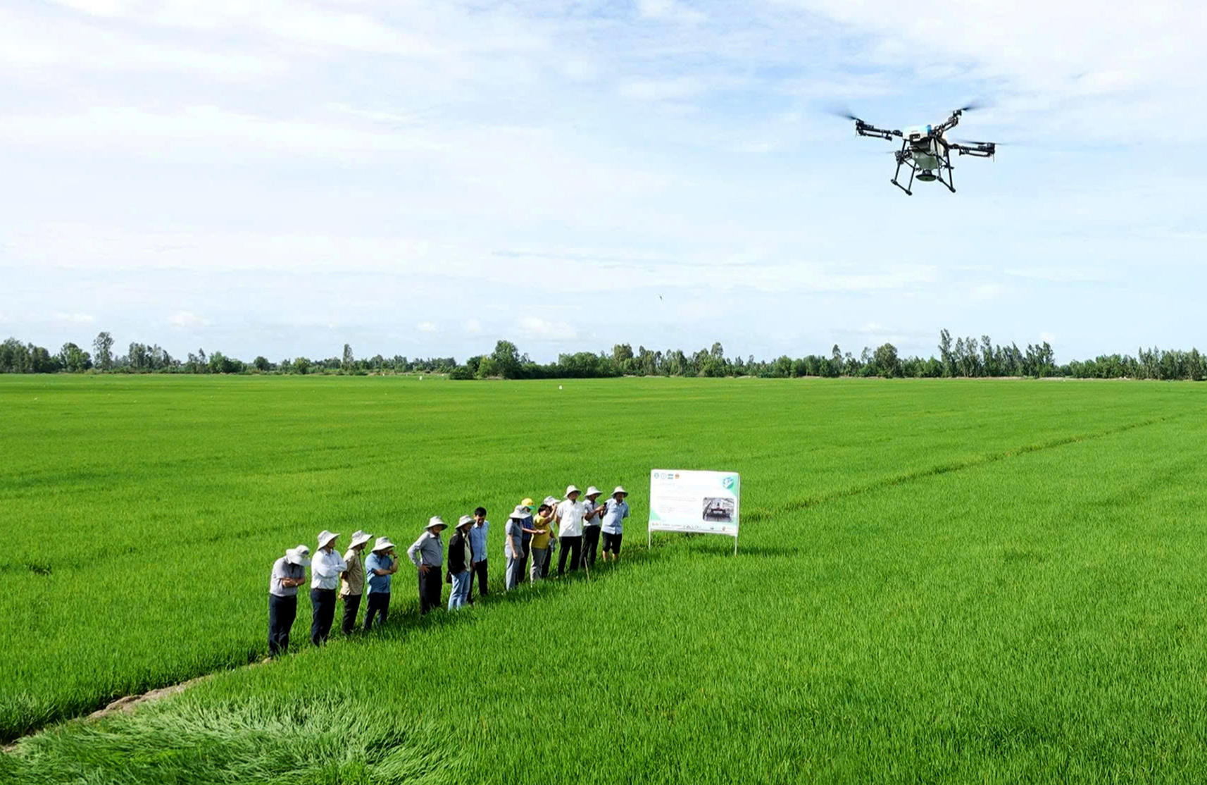 lúa chất lượng cao - Ảnh 1.