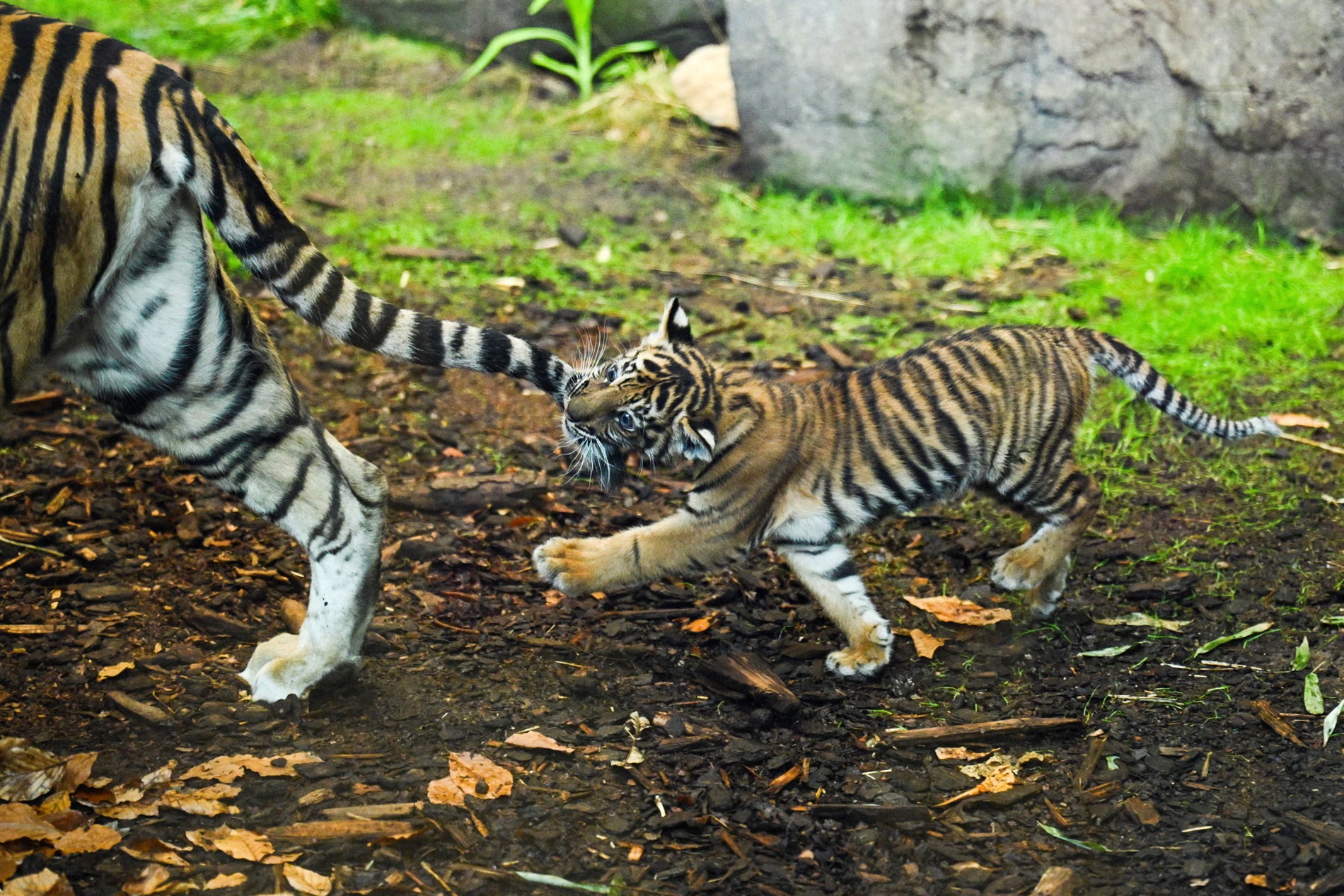 Tin tức thế giới 20-3: Ông Trump nói không điều quân đến Iran, Nga kêu gọi dừng xung đột vùng Vịnh - Ảnh 5.