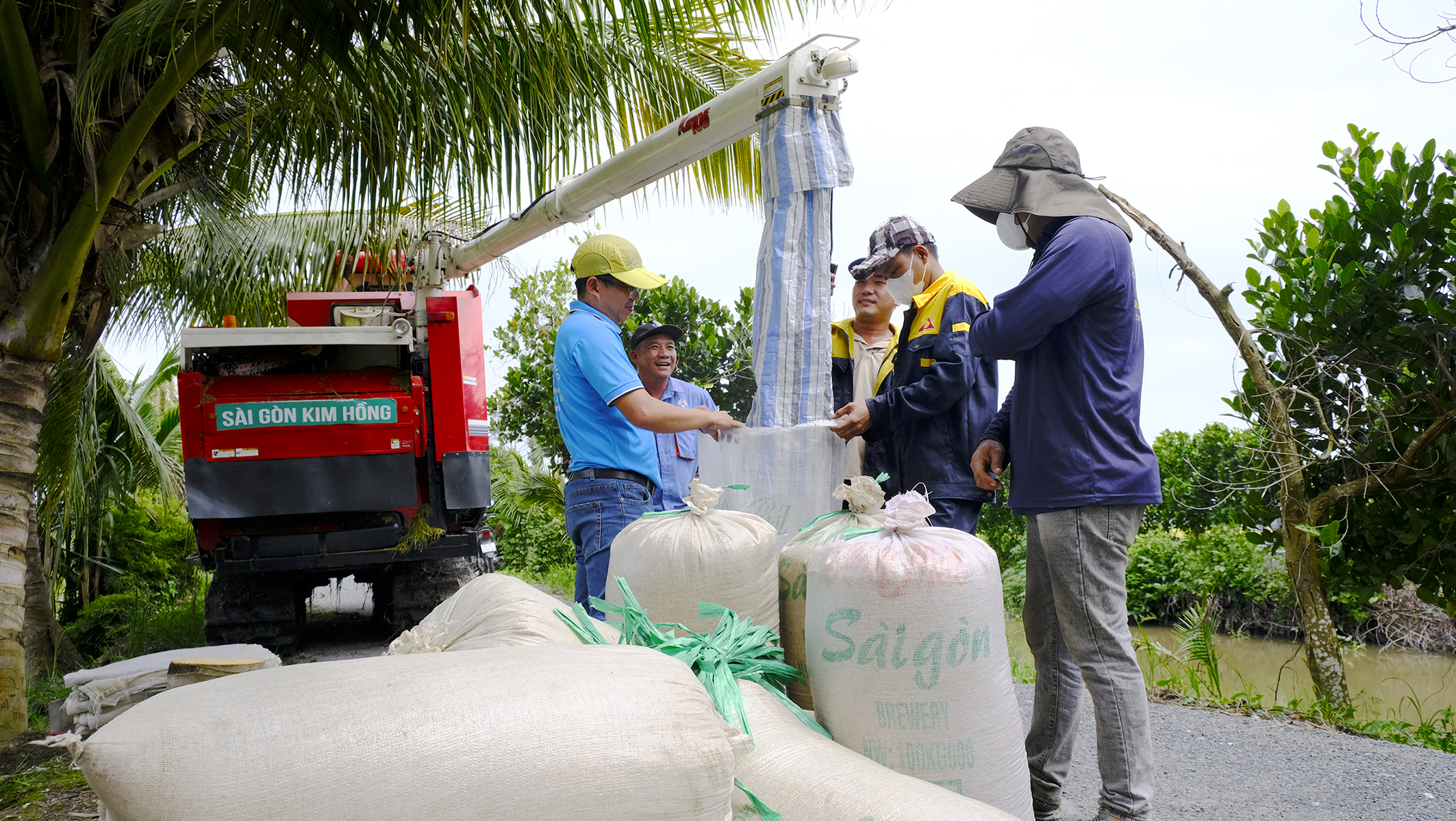 lúa chất lượng cao - Ảnh 2.