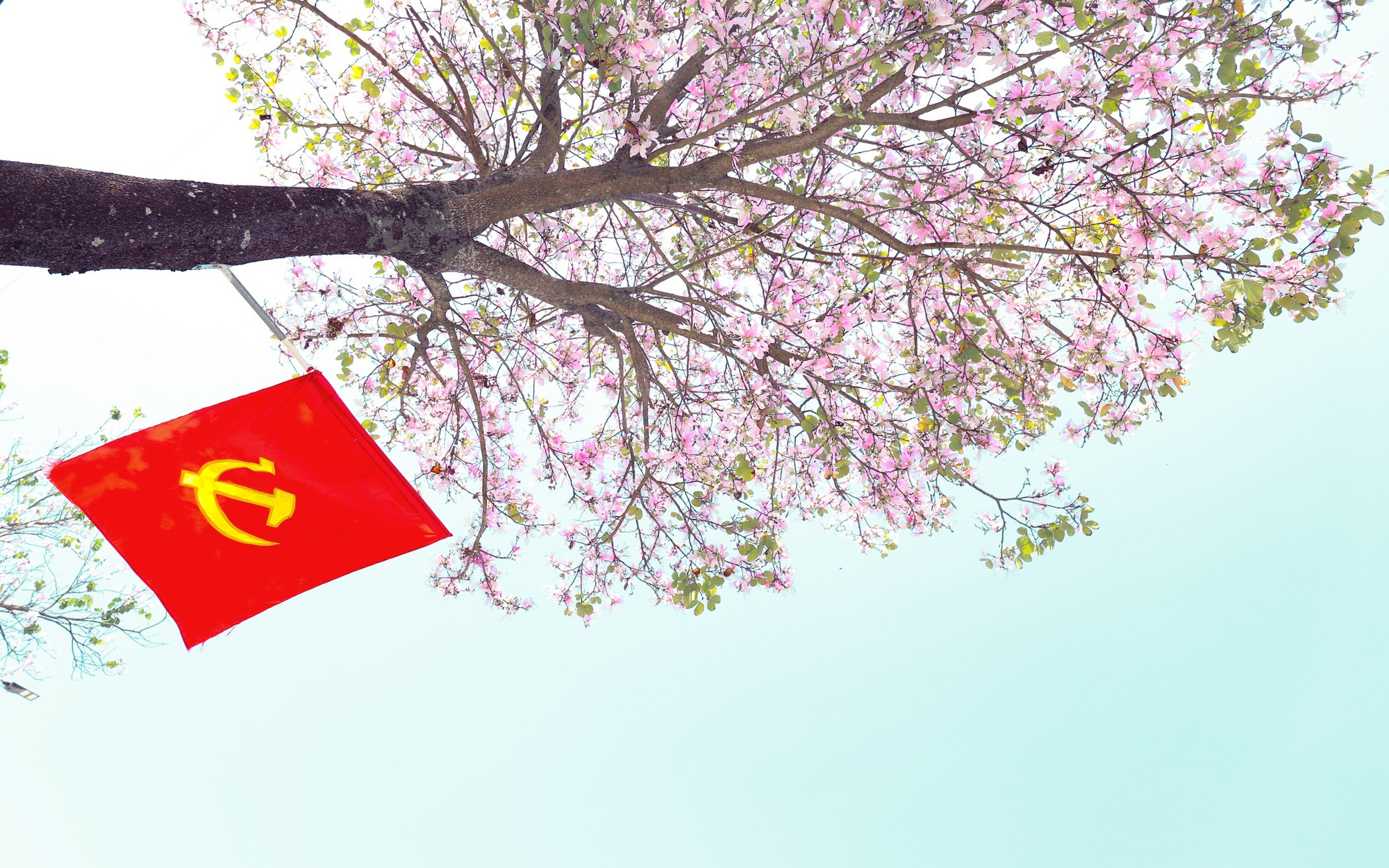 Sắc Tím Hoa Ban Nhuộm Hồng Phố Núi A Lưới, Gợi Nhớ Tây Bắc Giữa Miền Trung