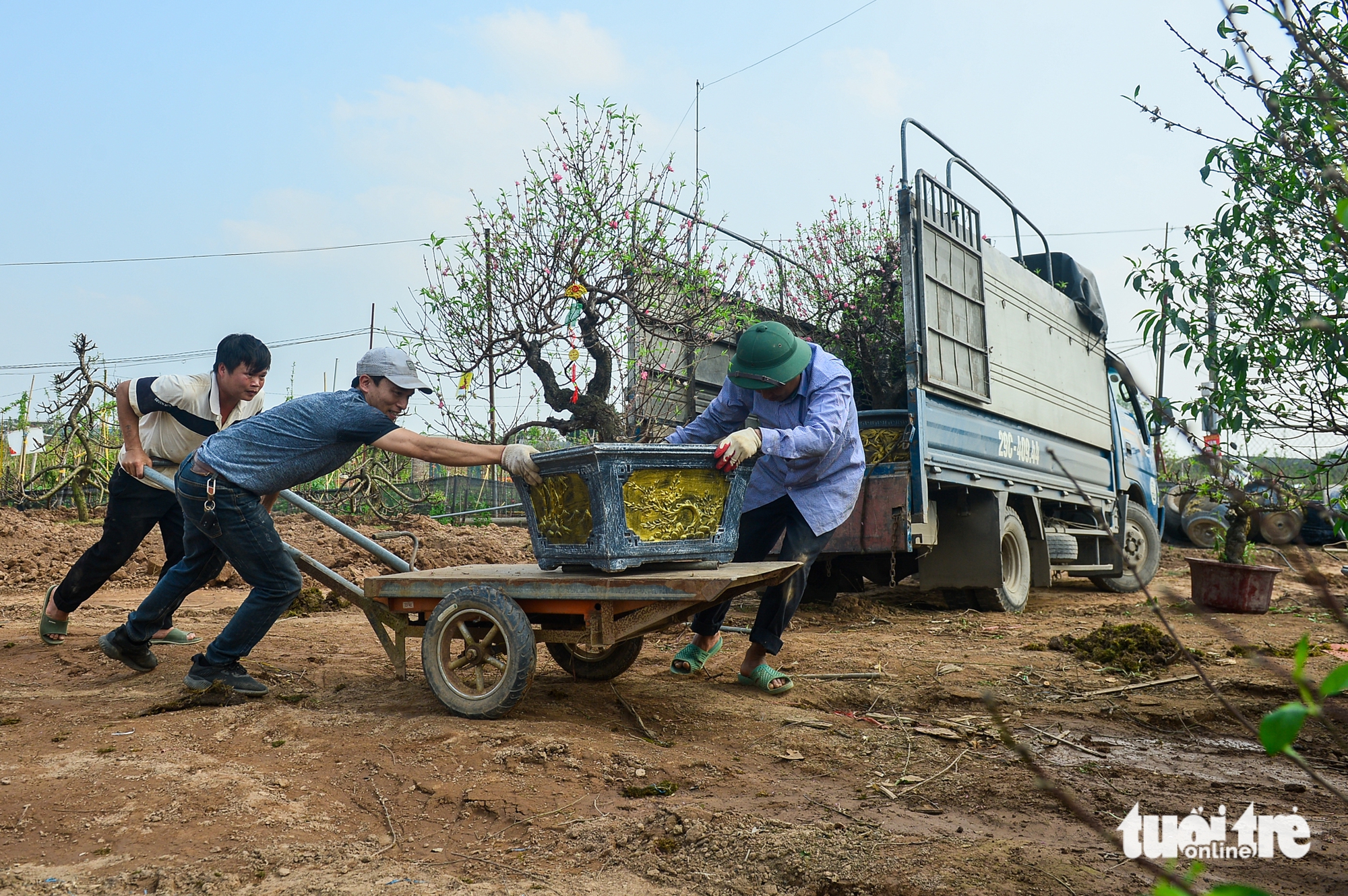 làng đào Nhật Tân - Ảnh 5.