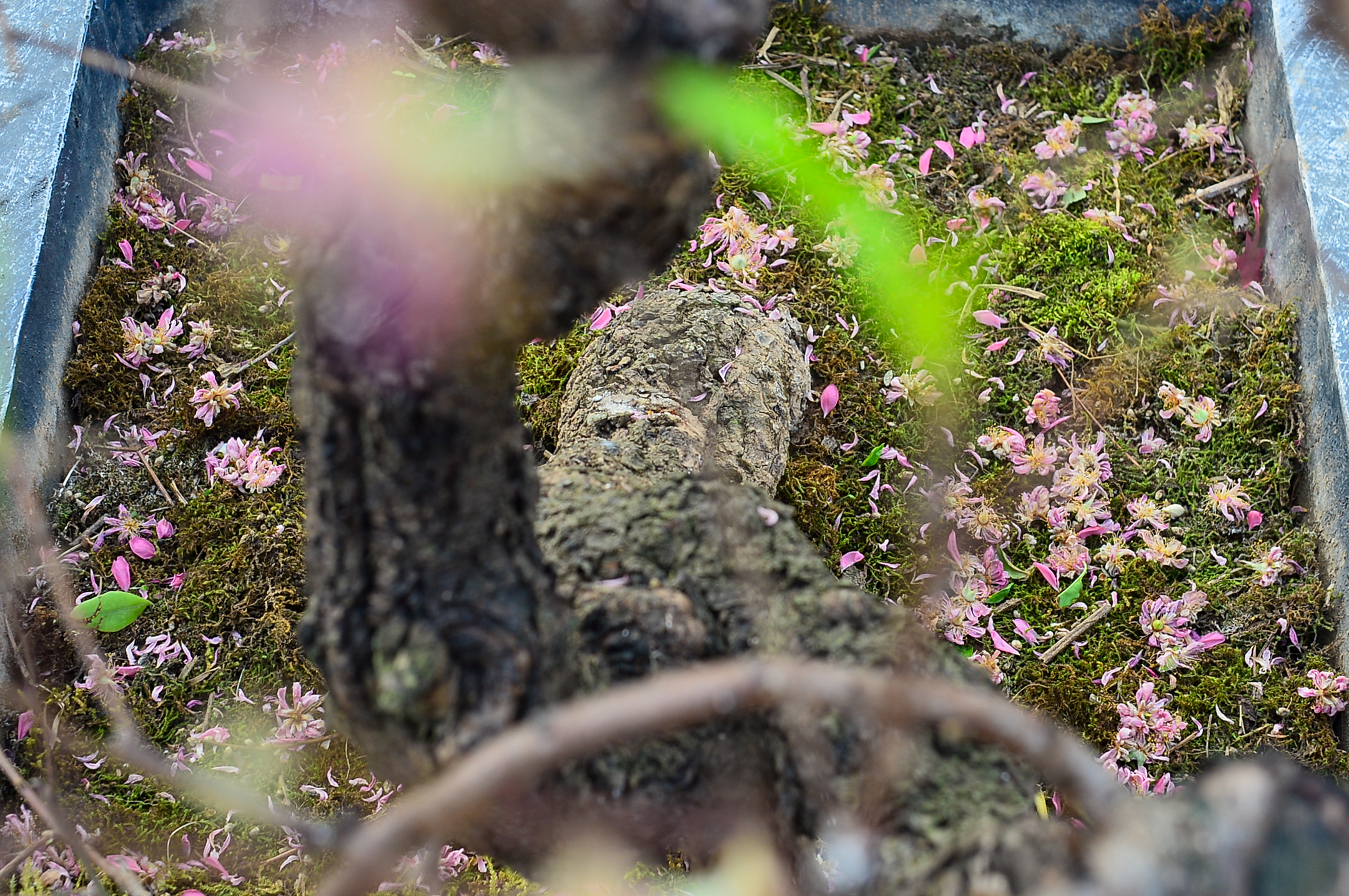 làng đào Nhật Tân - Ảnh 4.