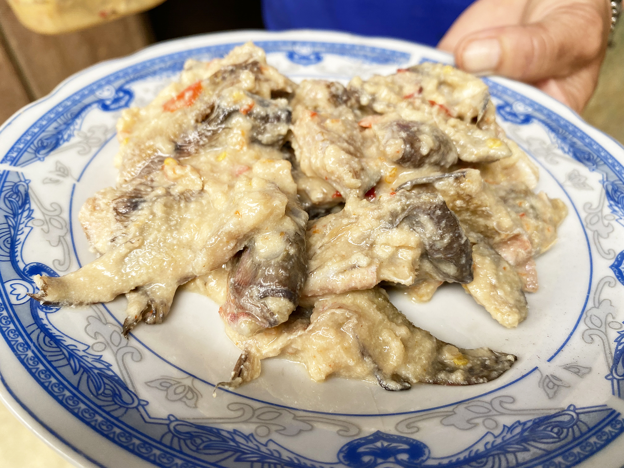 cá ủ chua - Ảnh 1.