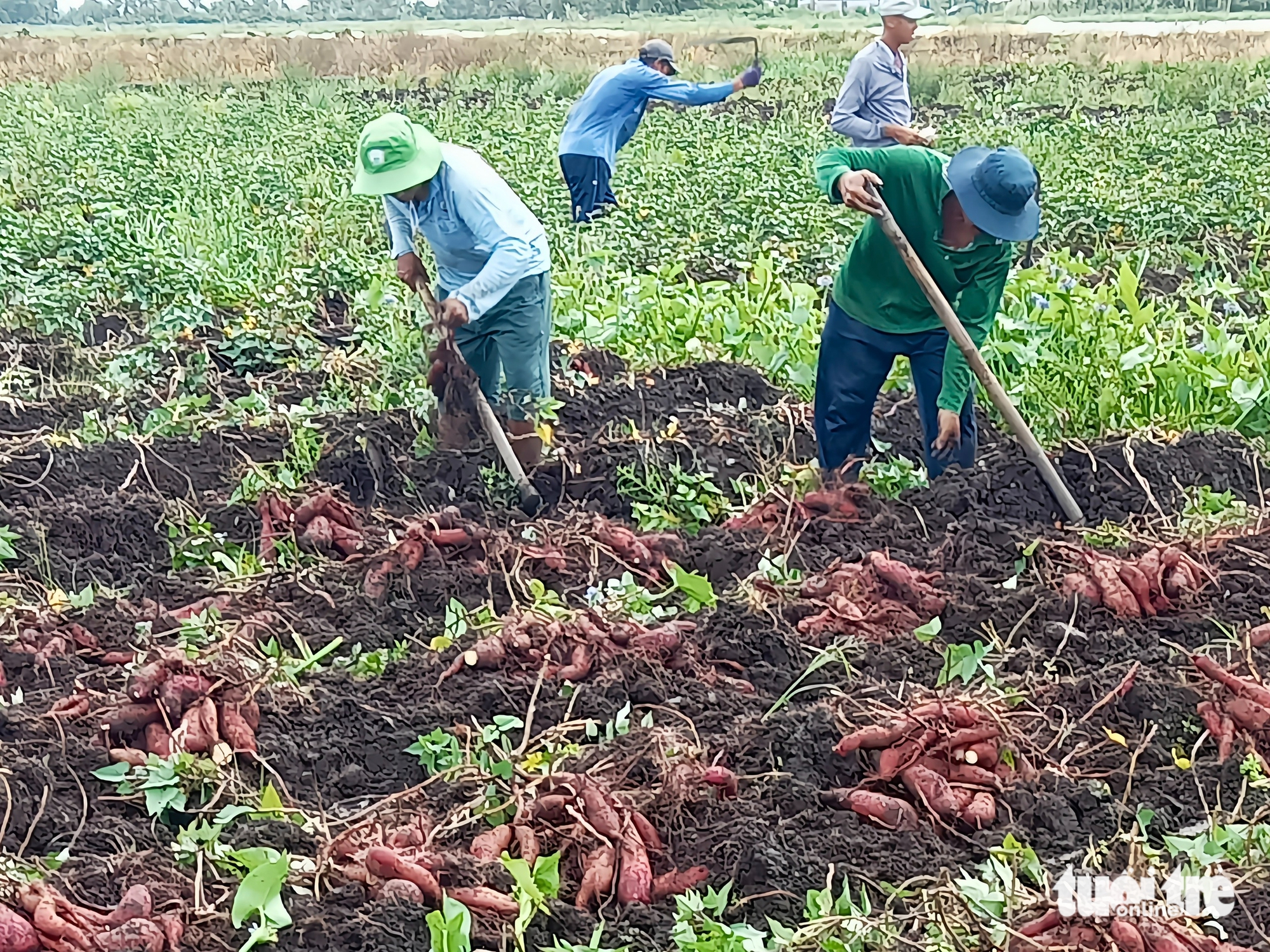 Khoai lang tăng 3.000-4.000 đồng/kg, nông dân An Giang thu lợi nhuận trăm triệu - Ảnh 3.