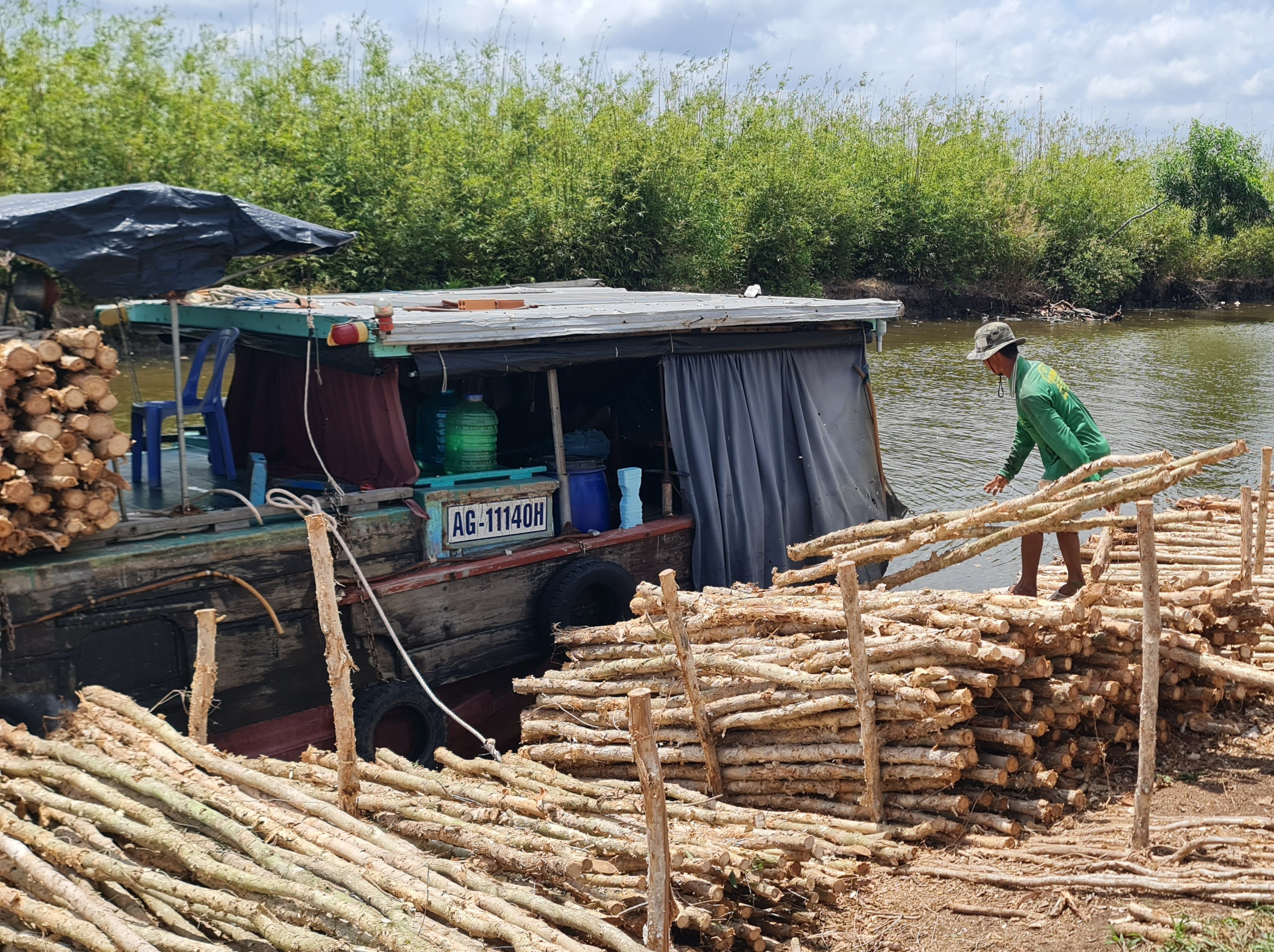 cây tràm - Ảnh 5.