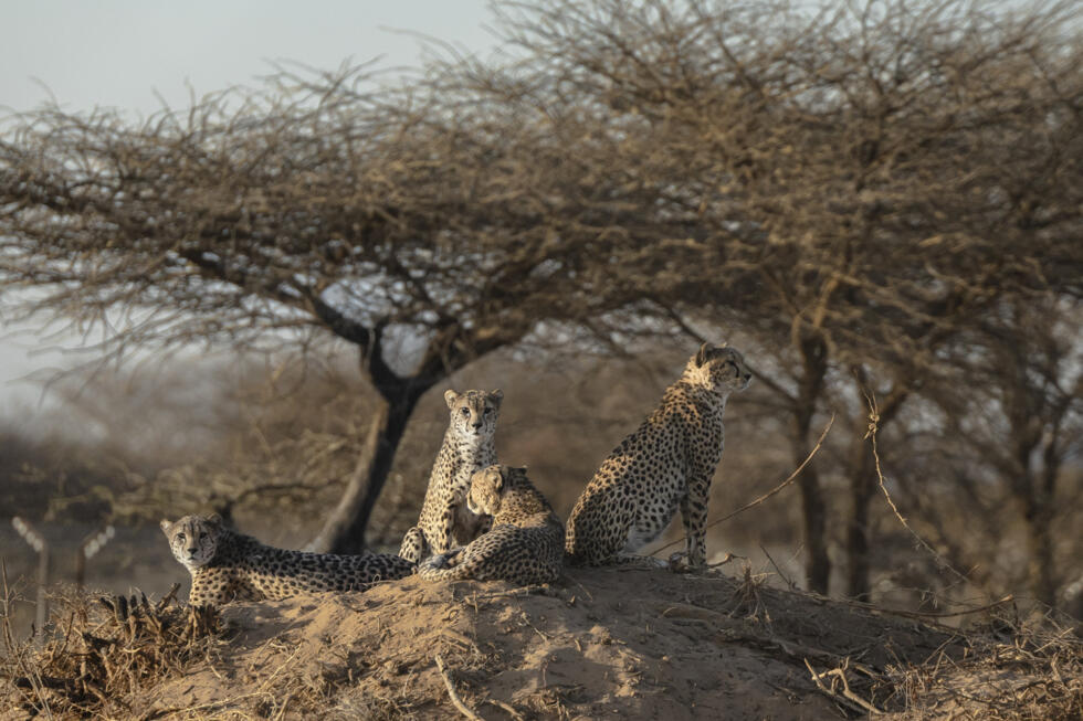 Somaliland centre saves cheetahs from trafficking to Gulf palaces - Ảnh 5.