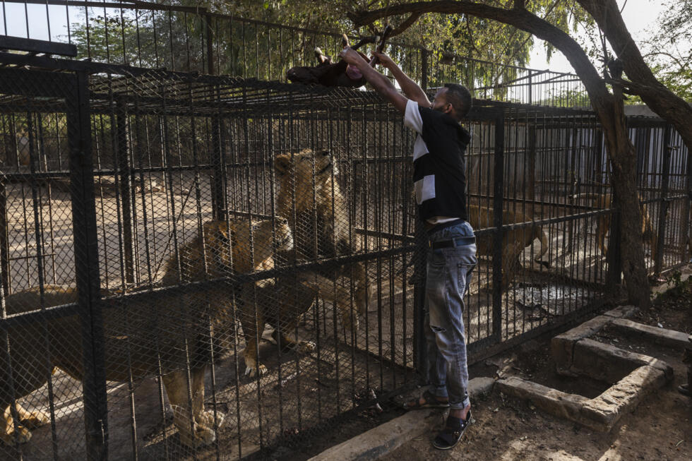 Somaliland centre saves cheetahs from trafficking to Gulf palaces - Ảnh 2.