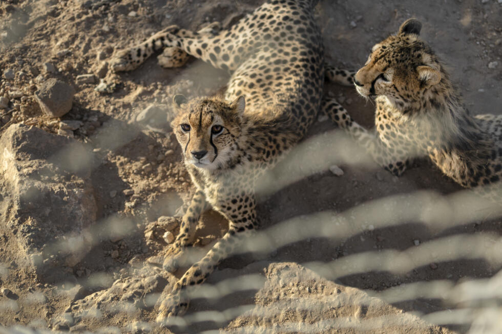 Somaliland centre saves cheetahs from trafficking to Gulf palaces - Ảnh 4.