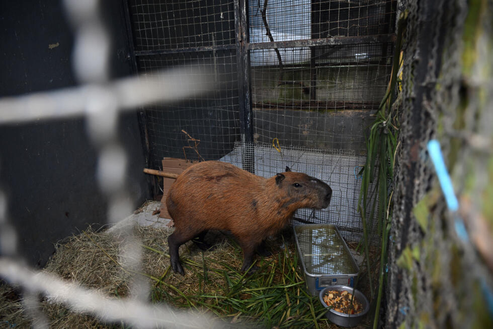 Eight people arrested in Brazil for 'brutal' attack on capybara- Ảnh 3.