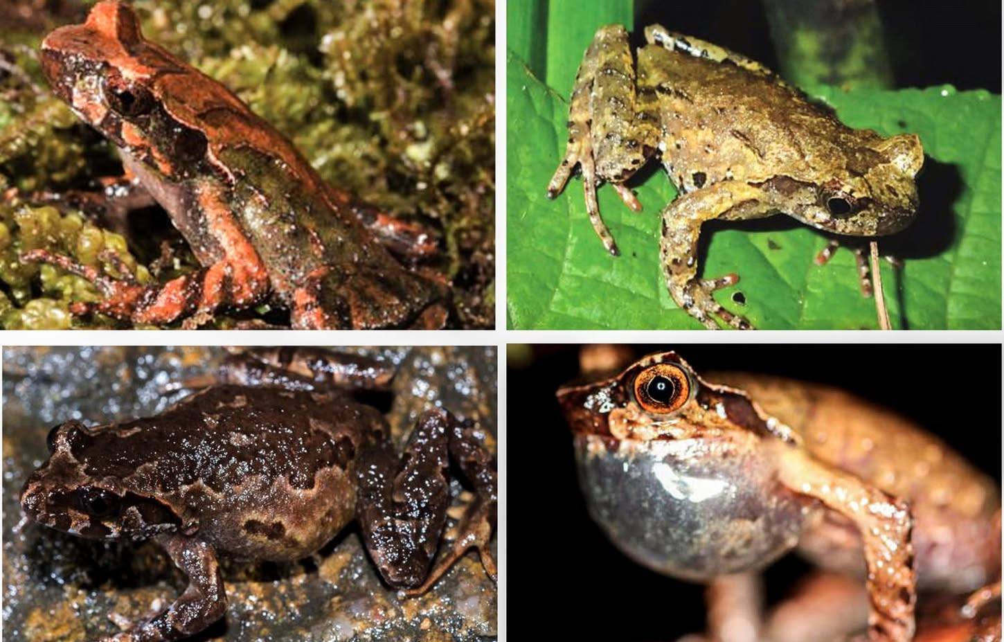 Vườn Quốc Gia Bát Xát: Điểm Tựa Cao Dài của Hoàng Liên Sơn