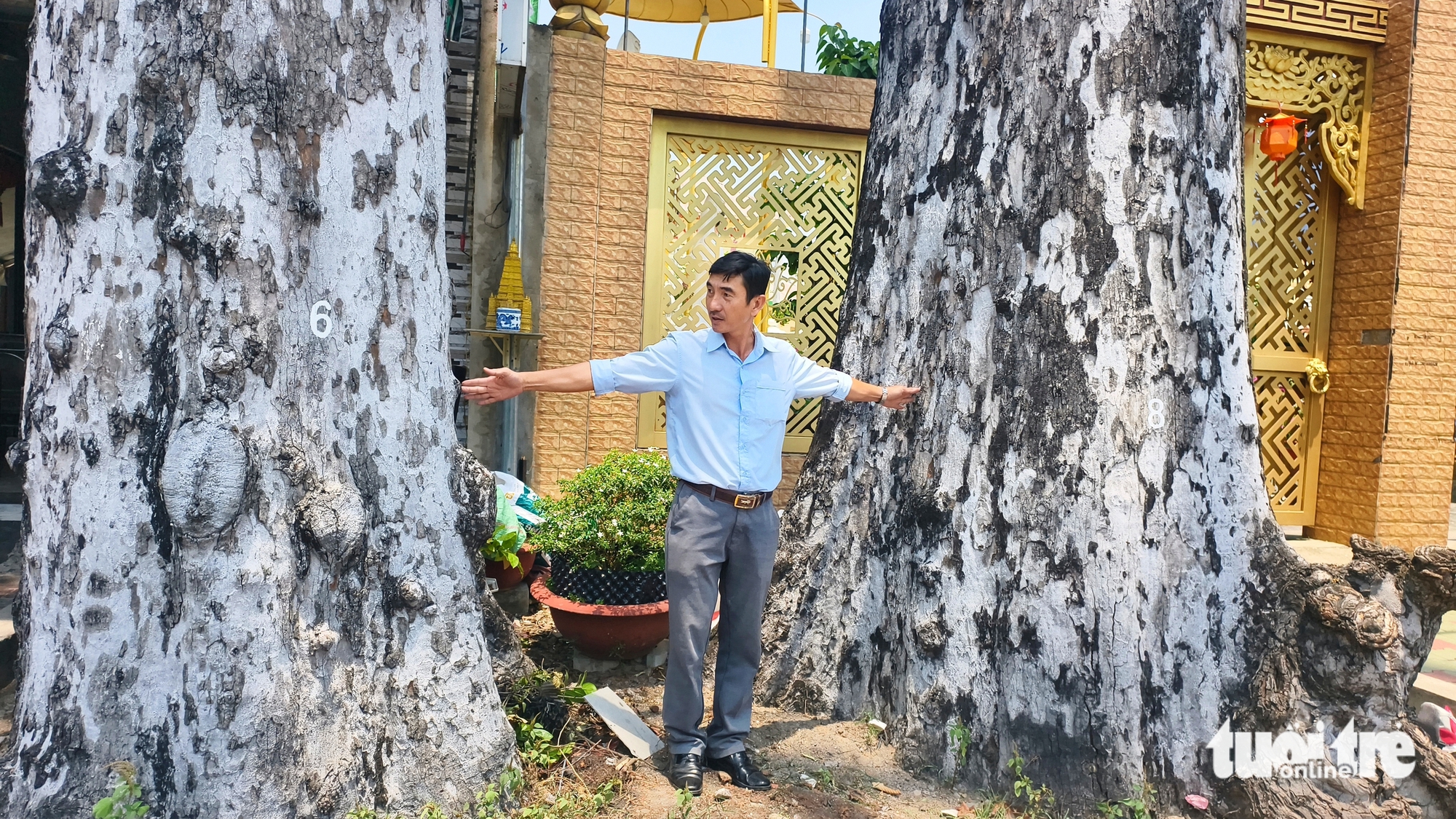 Hai cây dầu rái trăm tuổi nổi bật bên đường ở xã Đông Thạnh, TP.HCM - Ảnh 2.