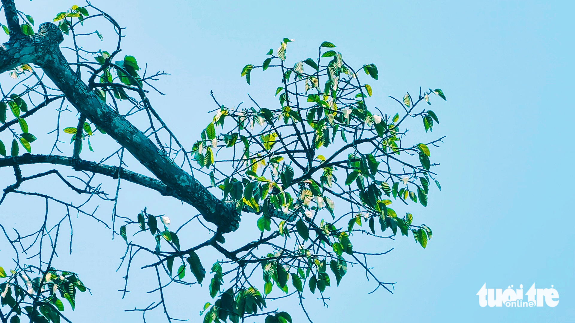 Đông Thạnh - Ảnh 8.