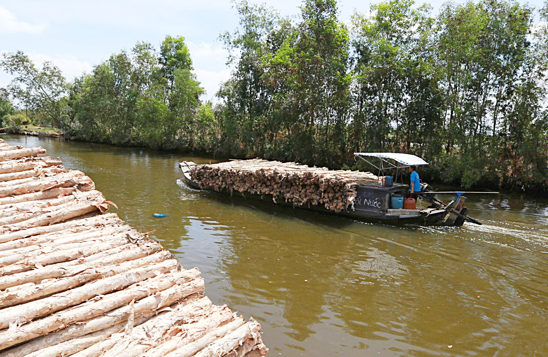 Busy melaleuca trading season unfolds in Vietnam’s U Minh amid quiet change- Ảnh 8. Busy melaleuca trading season unfolds in Vietnam’s U Minh amid quiet change- Ảnh 8.