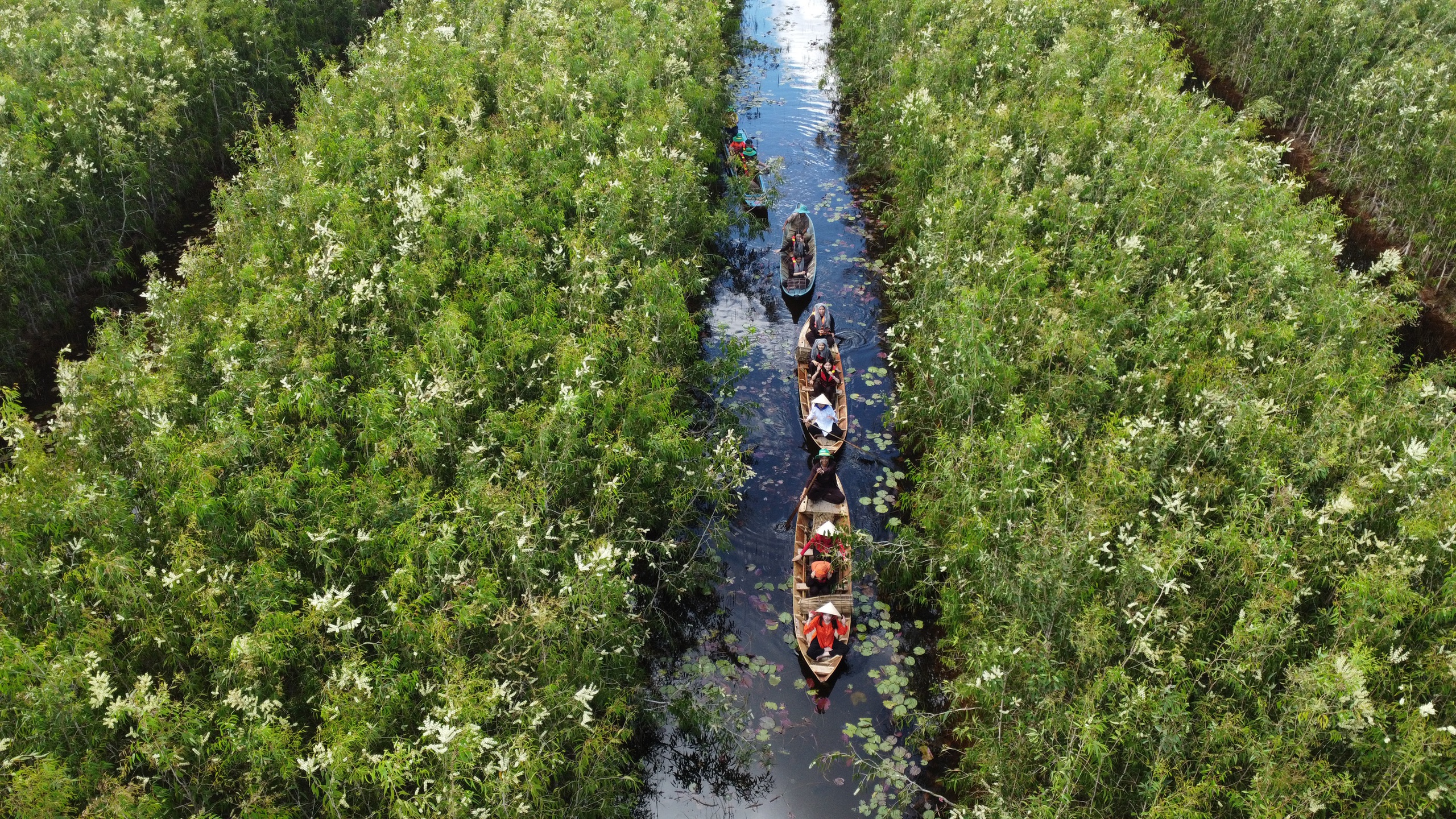 Busy melaleuca trading season unfolds in Vietnam’s U Minh amid quiet change- Ảnh 2. Busy melaleuca trading season unfolds in Vietnam’s U Minh amid quiet change- Ảnh 2.