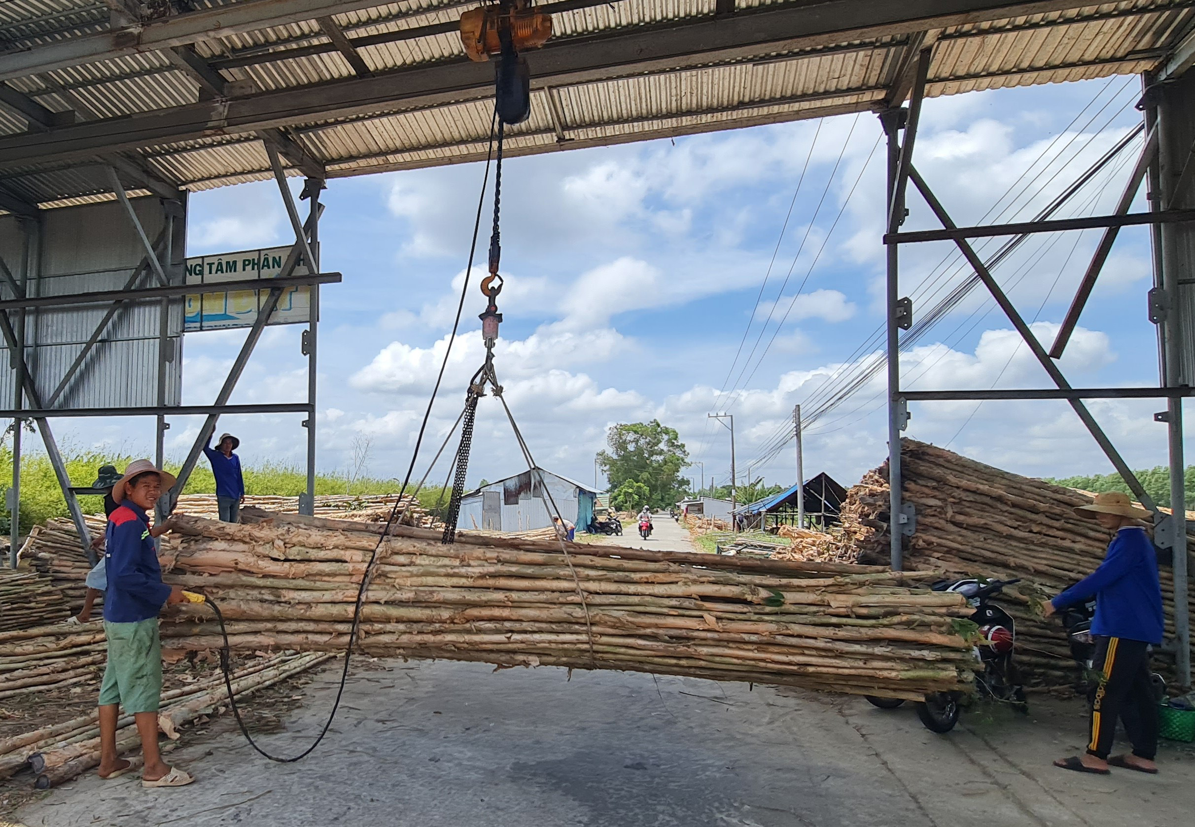 Busy melaleuca trading season unfolds in Vietnam’s U Minh amid quiet change- Ảnh 6. Busy melaleuca trading season unfolds in Vietnam’s U Minh amid quiet change- Ảnh 6.