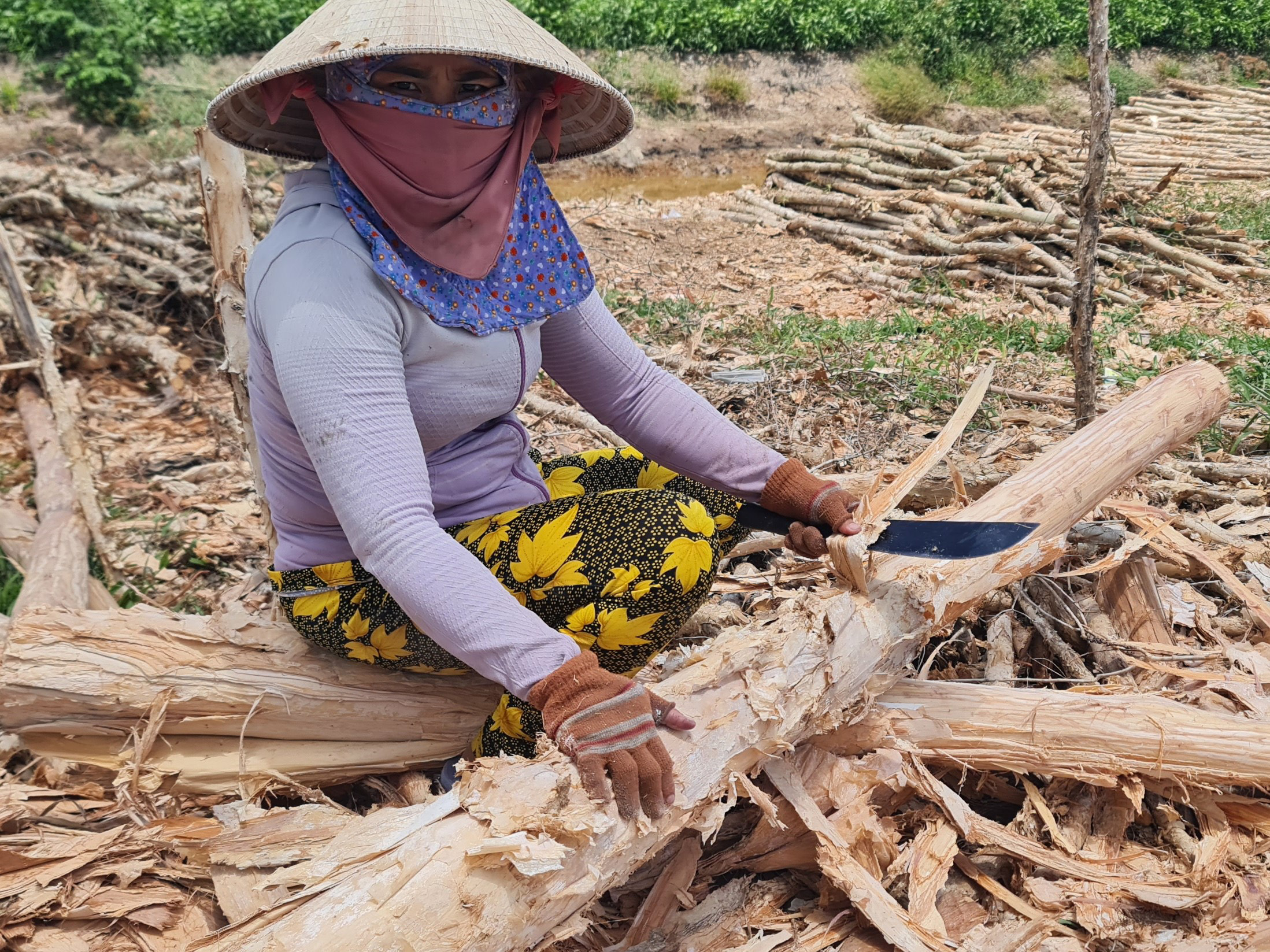 Busy melaleuca trading season unfolds in Vietnam’s U Minh amid quiet change- Ảnh 4. Busy melaleuca trading season unfolds in Vietnam’s U Minh amid quiet change- Ảnh 4.