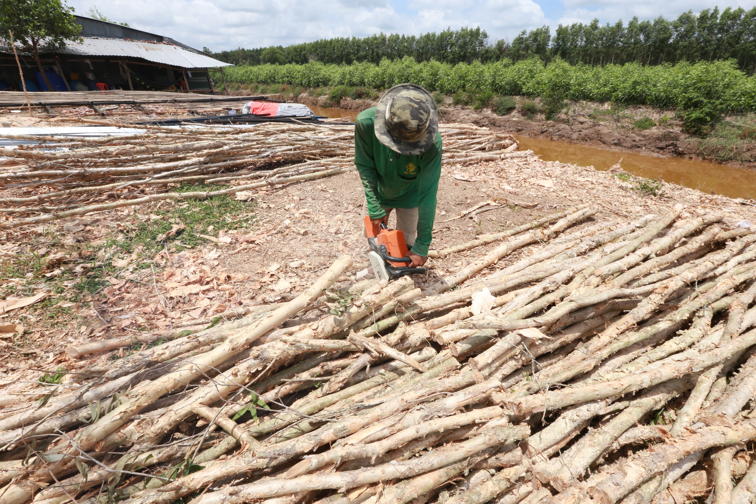 Busy melaleuca trading season unfolds in Vietnam’s U Minh amid quiet change- Ảnh 7. Busy melaleuca trading season unfolds in Vietnam’s U Minh amid quiet change- Ảnh 7.