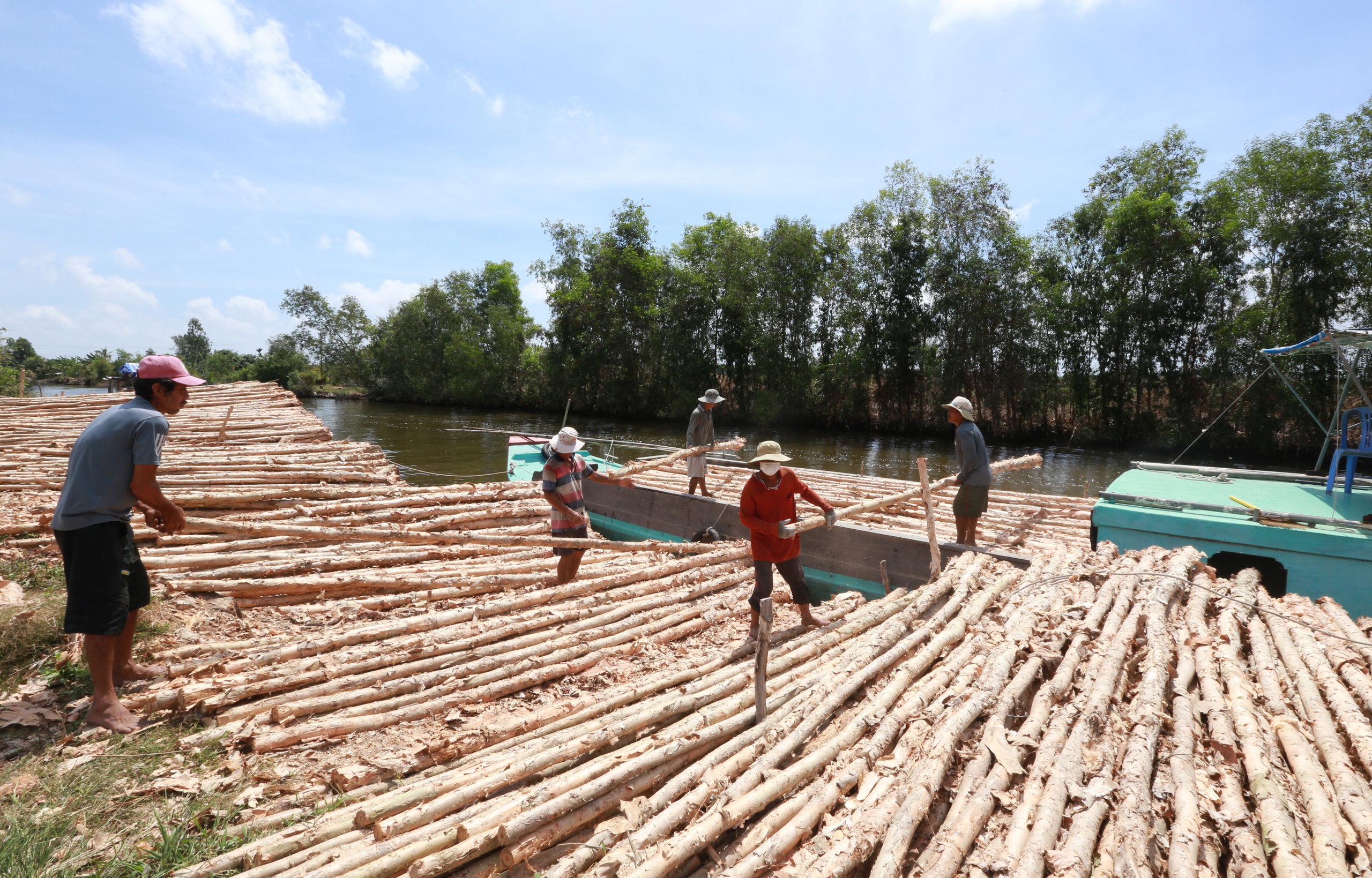 Busy melaleuca trading season unfolds in Vietnam’s U Minh amid quiet change- Ảnh 1. Busy melaleuca trading season unfolds in Vietnam’s U Minh amid quiet change- Ảnh 1.