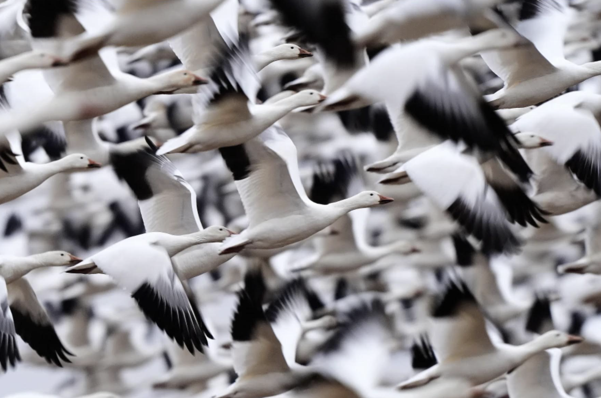 Tin tức thế giới 27-3: Mỹ dừng tấn công cơ sở năng lượng Iran 10 ngày, nói đàm phán đang 'rất tốt' - Ảnh 5.