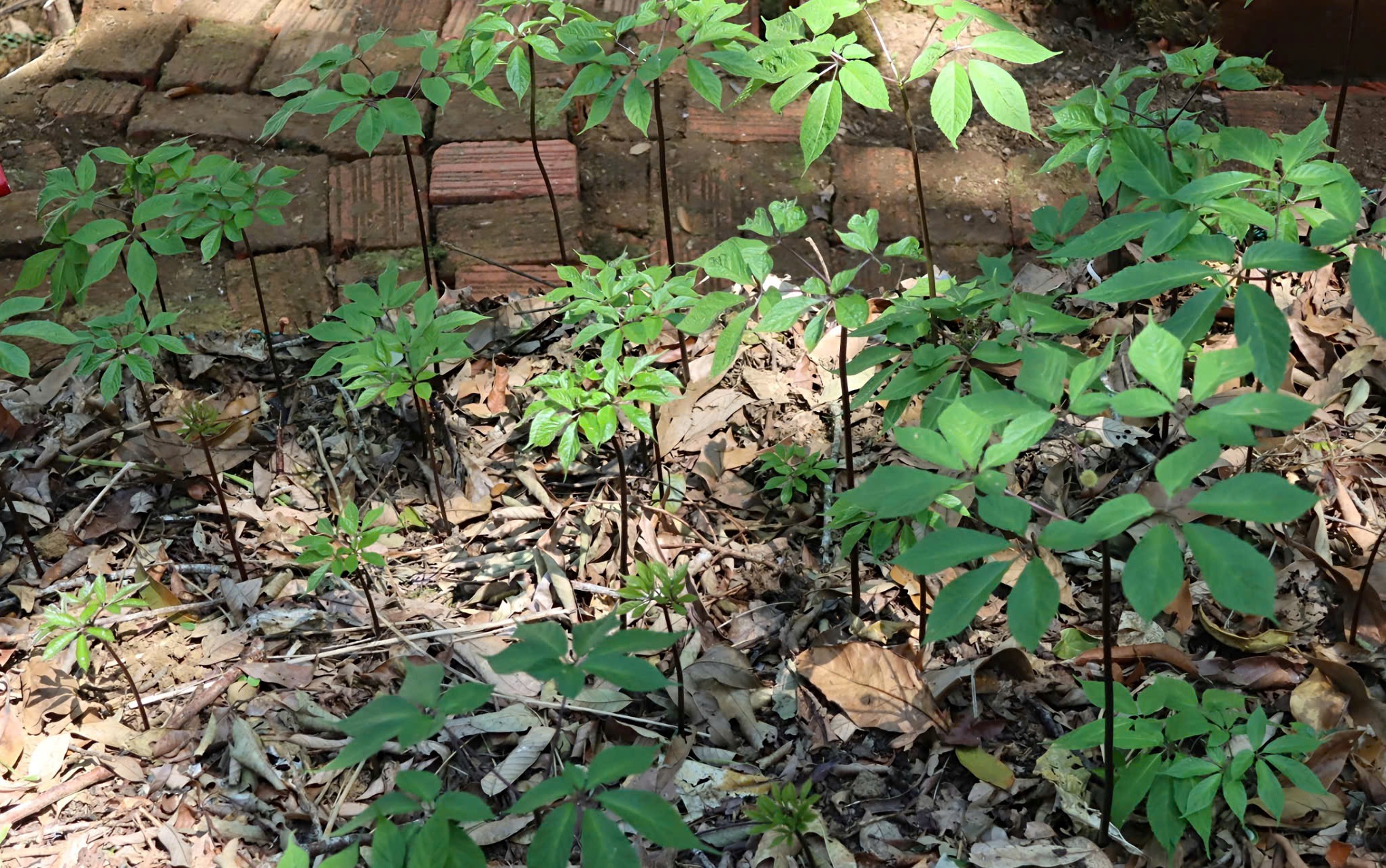 Sâm Ngọc Linh - Ảnh 10.