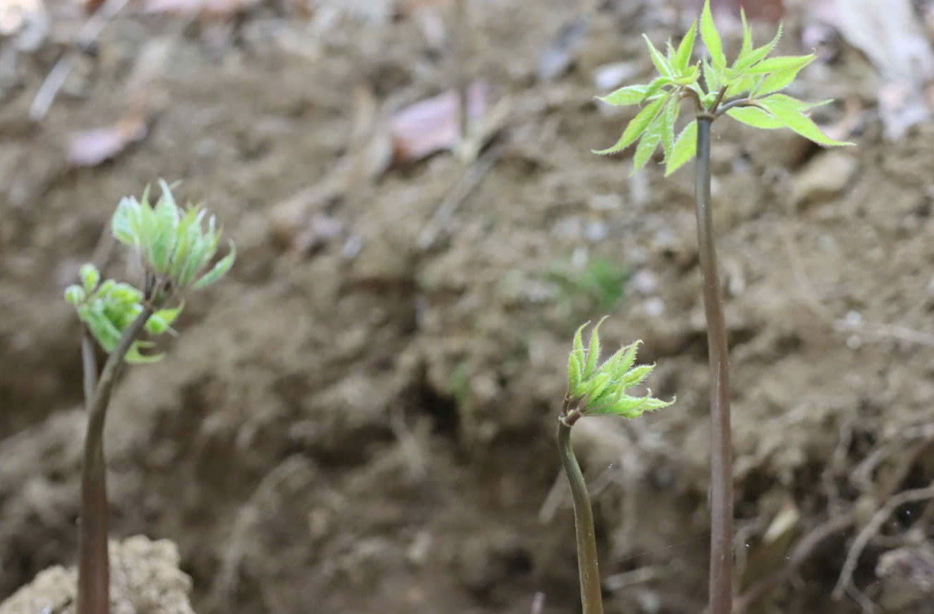 Sâm Ngọc Linh - Ảnh 5.