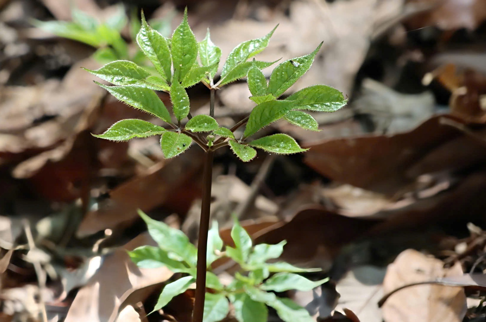 Sâm Ngọc Linh - Ảnh 6.