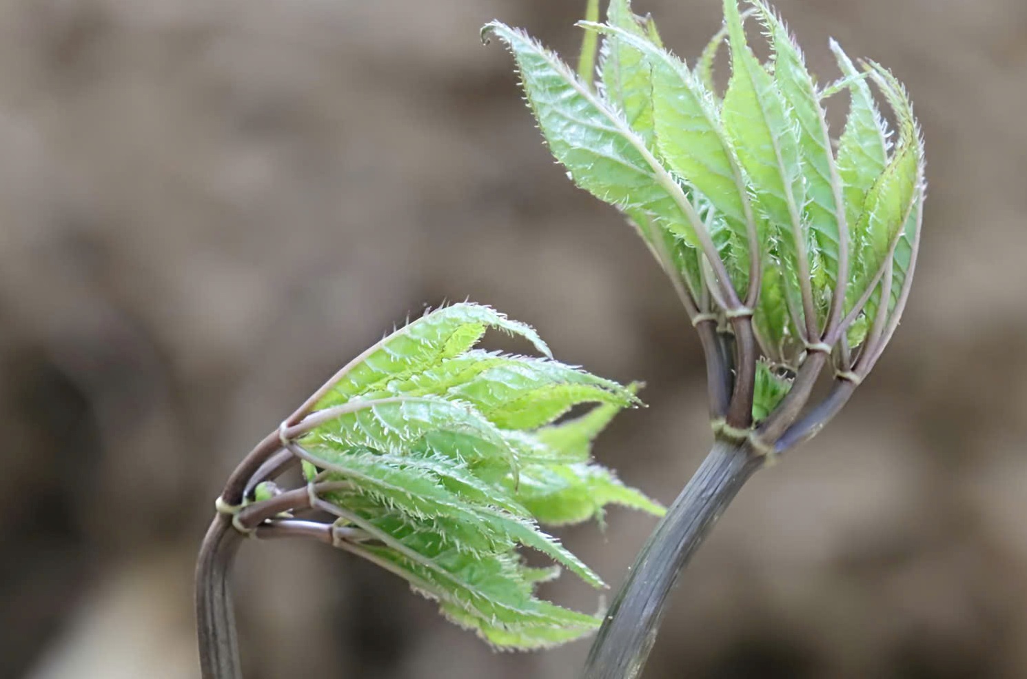 Sâm Ngọc Linh - Ảnh 8.