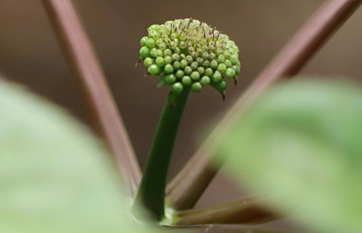 Sâm Ngọc Linh - Ảnh 3.