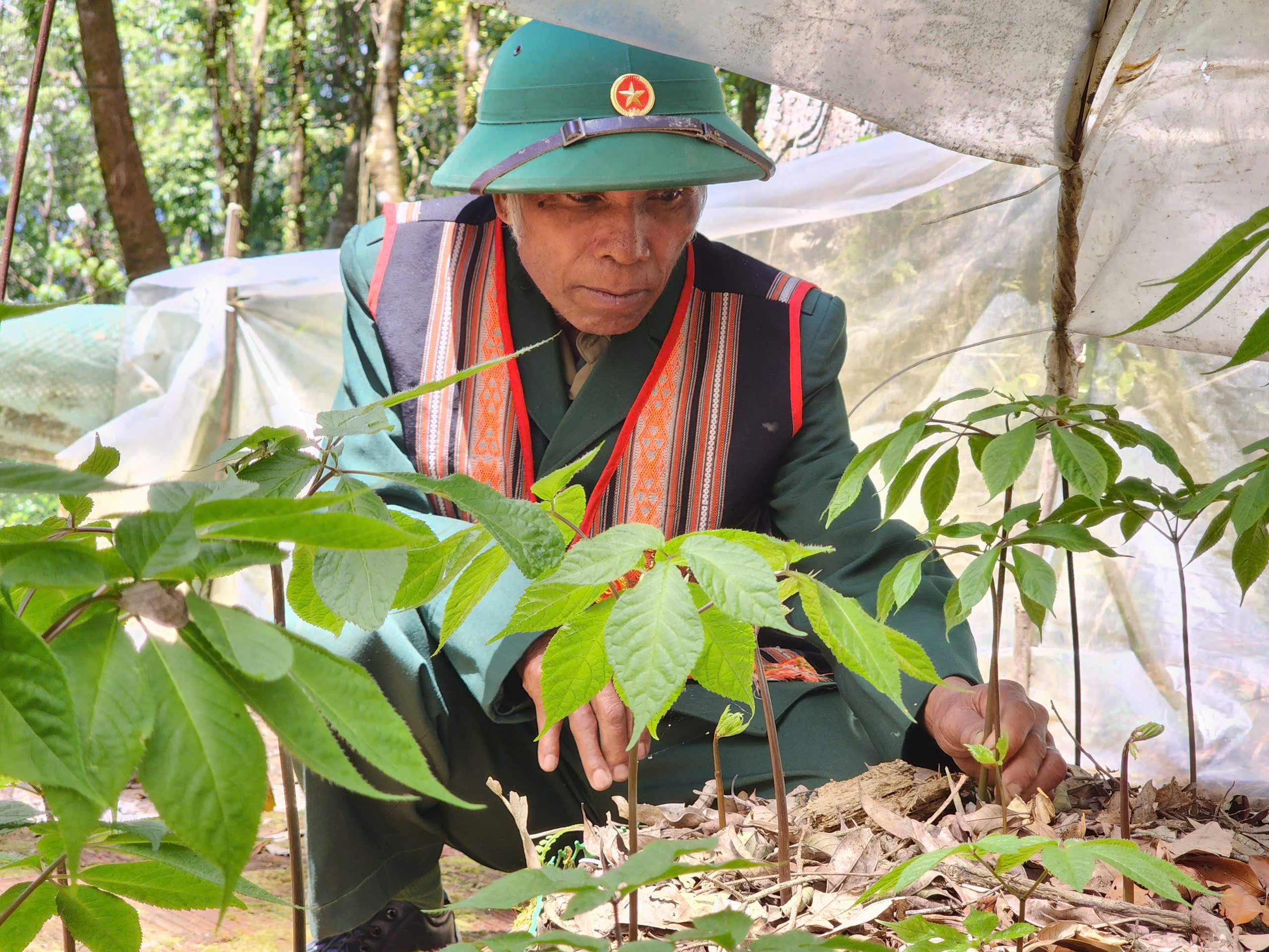 Sâm Ngọc Linh - Ảnh 11.