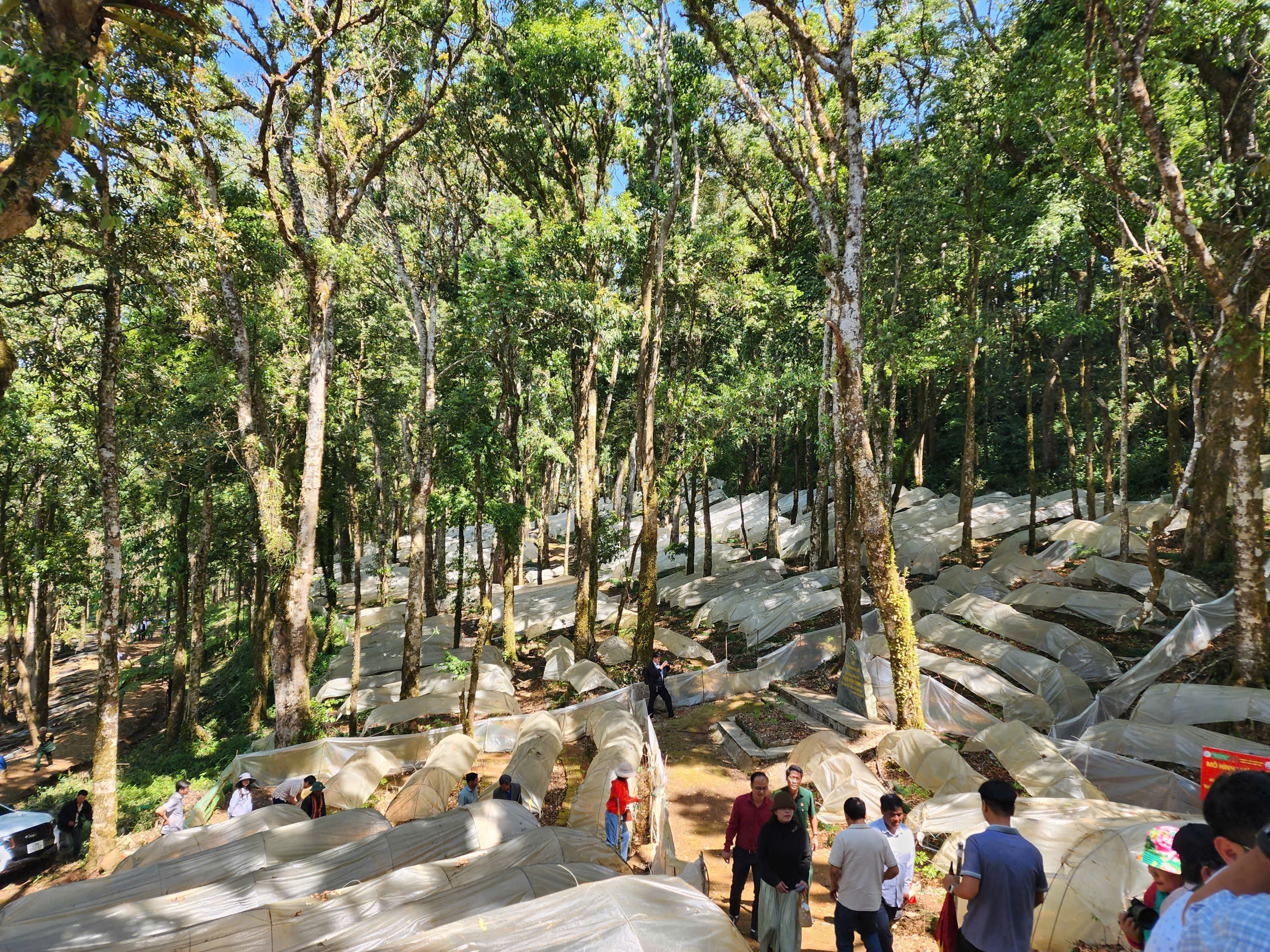 Sâm Ngọc Linh - Ảnh 2.