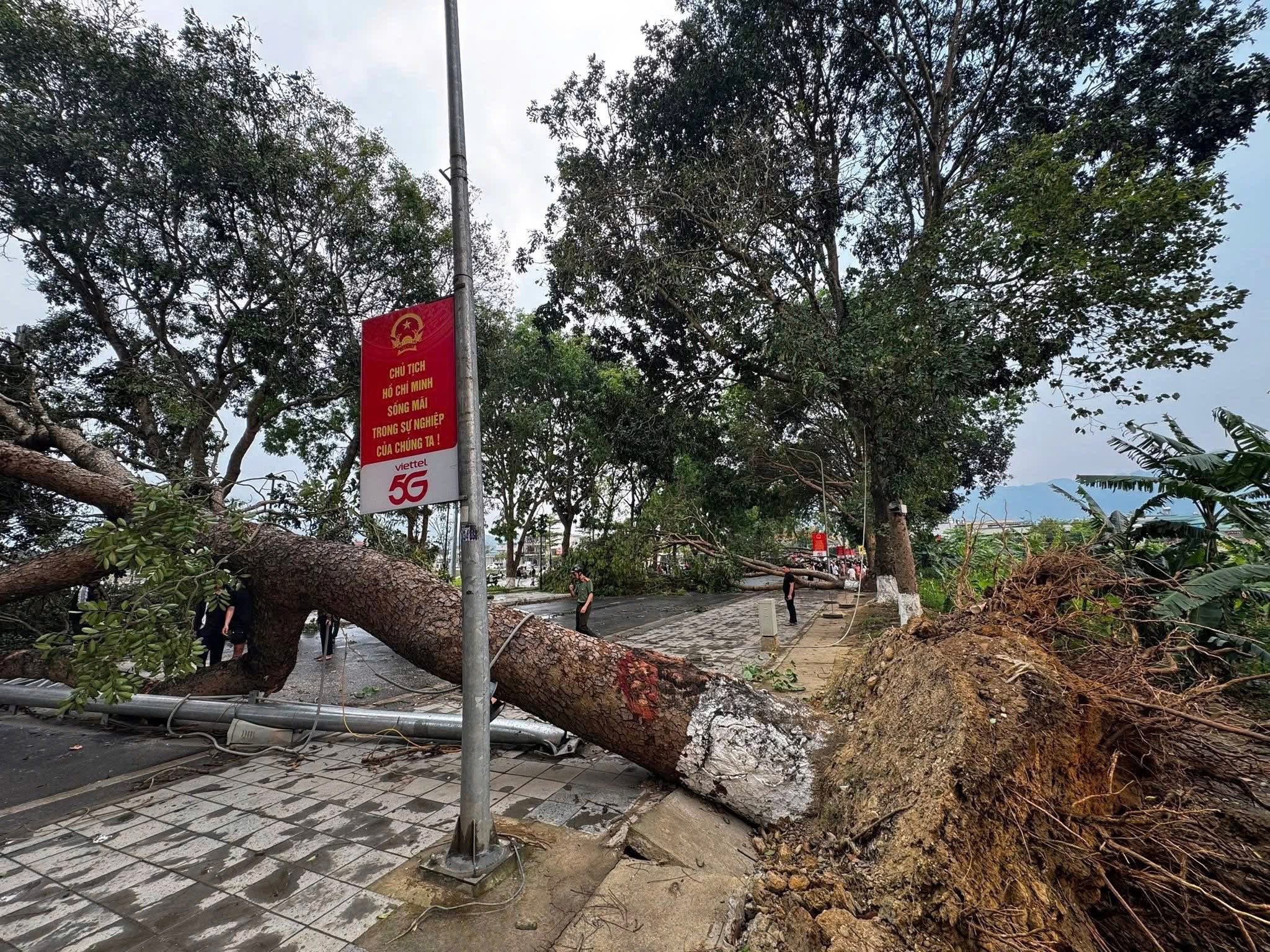 Cây đổ trong cơn dông, đè trúng ô tô và người ở Lào Cai - Ảnh 3.