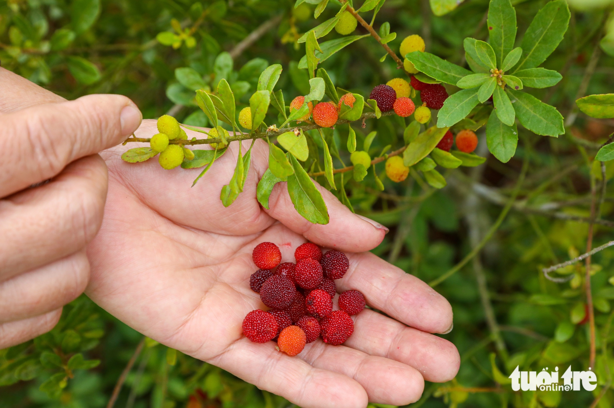 dãy Hoành Sơn - Ảnh 9.